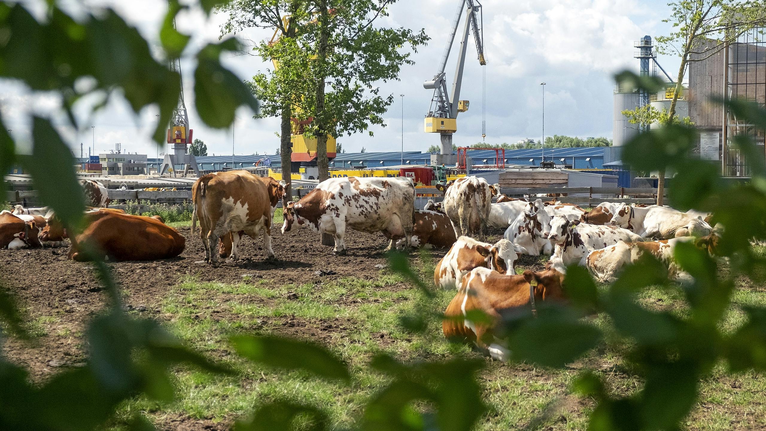 Bioboeren: 'Minder vee, meer boeren'