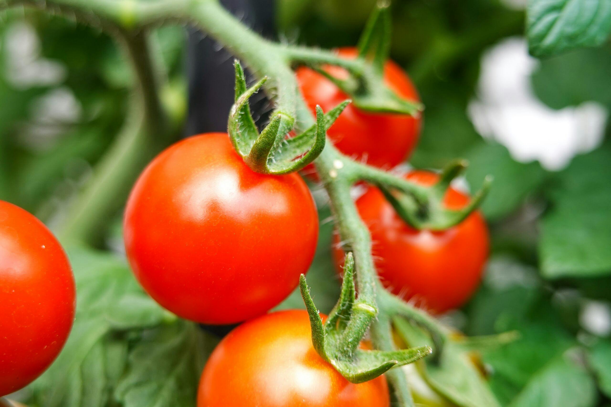 Irregolarità nella coltivazione del pomodoro italiano |  Radio di notizie PNR