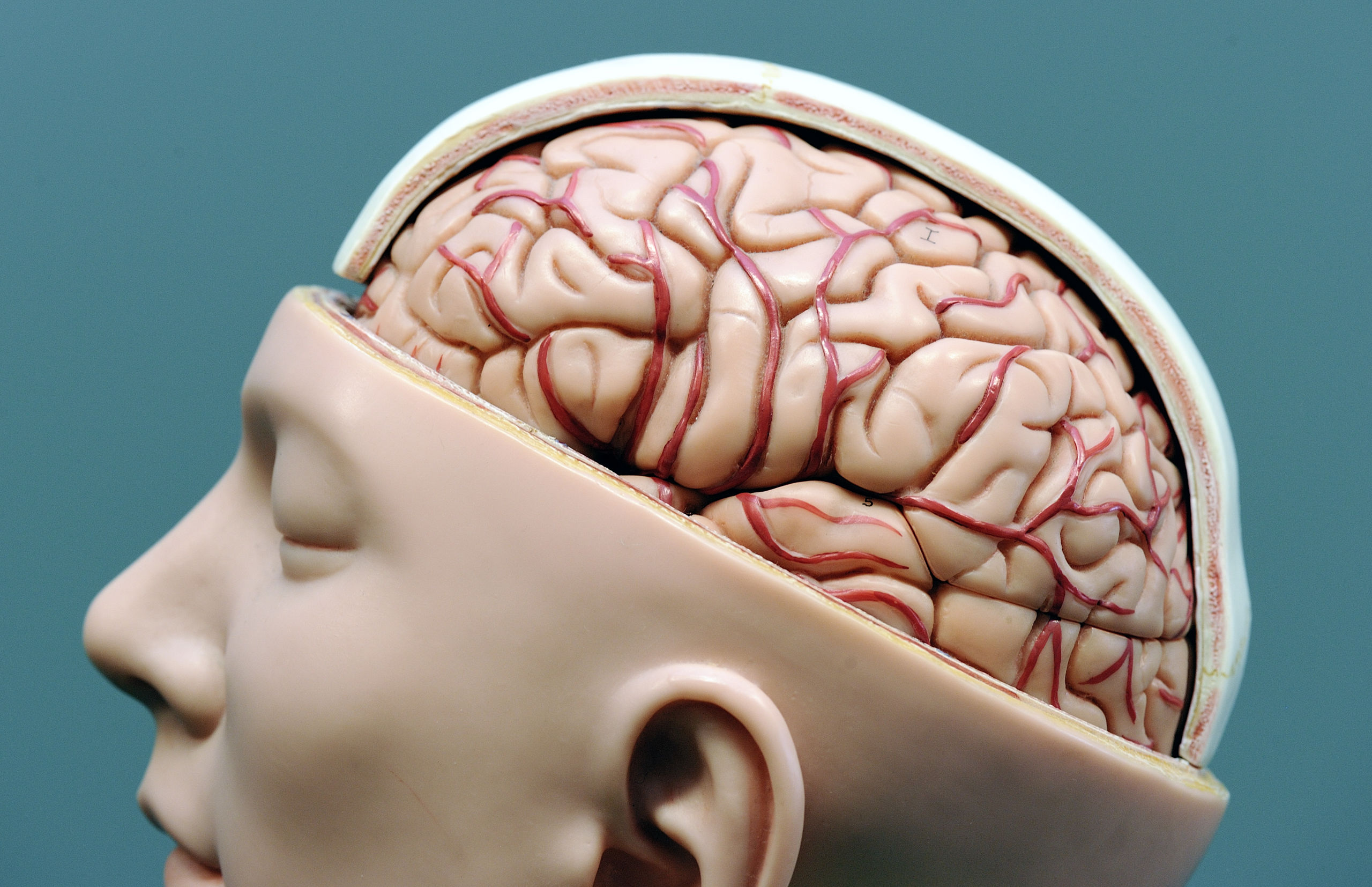 Model van menselijke hersenen.