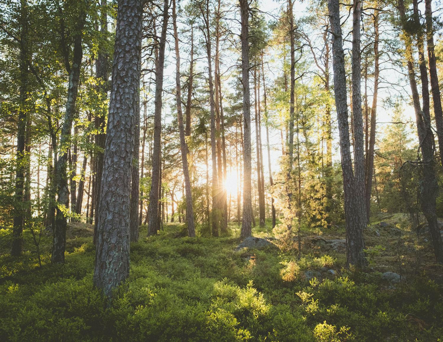 La foresta svedese: una soluzione alla crisi climatica o una vergogna per l’ecosistema?
