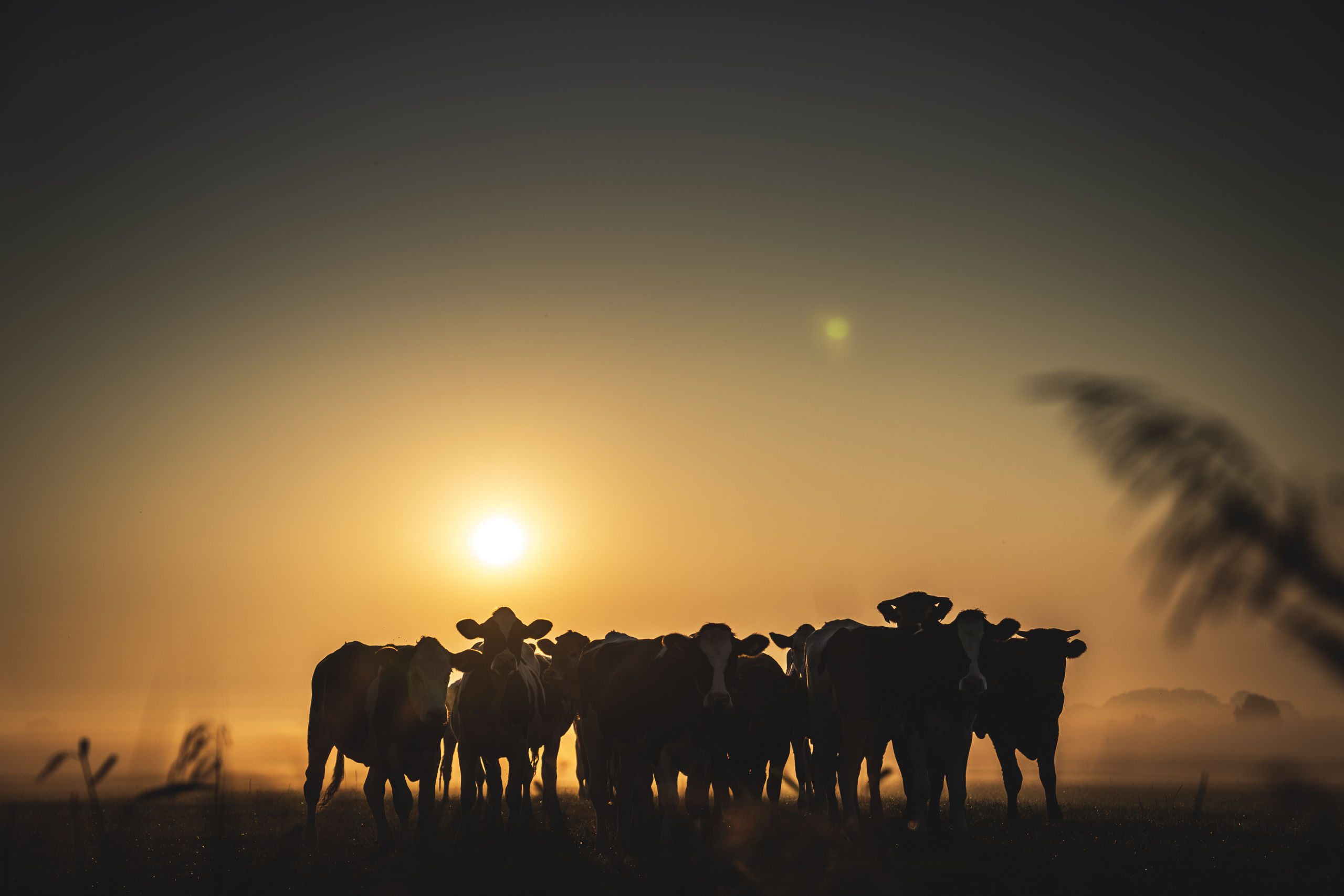 Koeien in Groningen zien de eiwit-beperking met lede ogen tegemoet