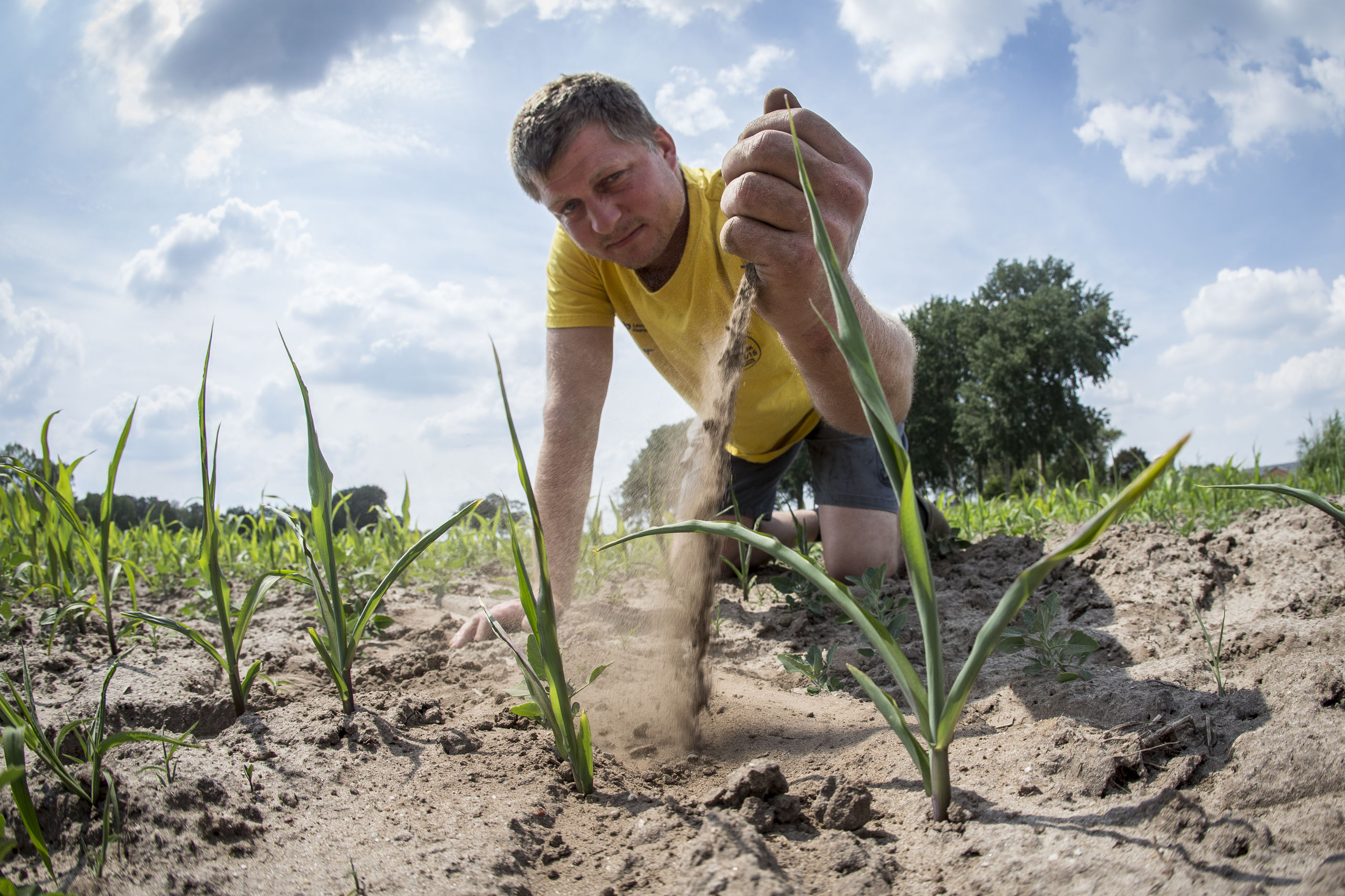 Akkerbouwer Martijn Vorkink bekijkt de jonge maisplantjes in de droge grond op zijn maisveld.