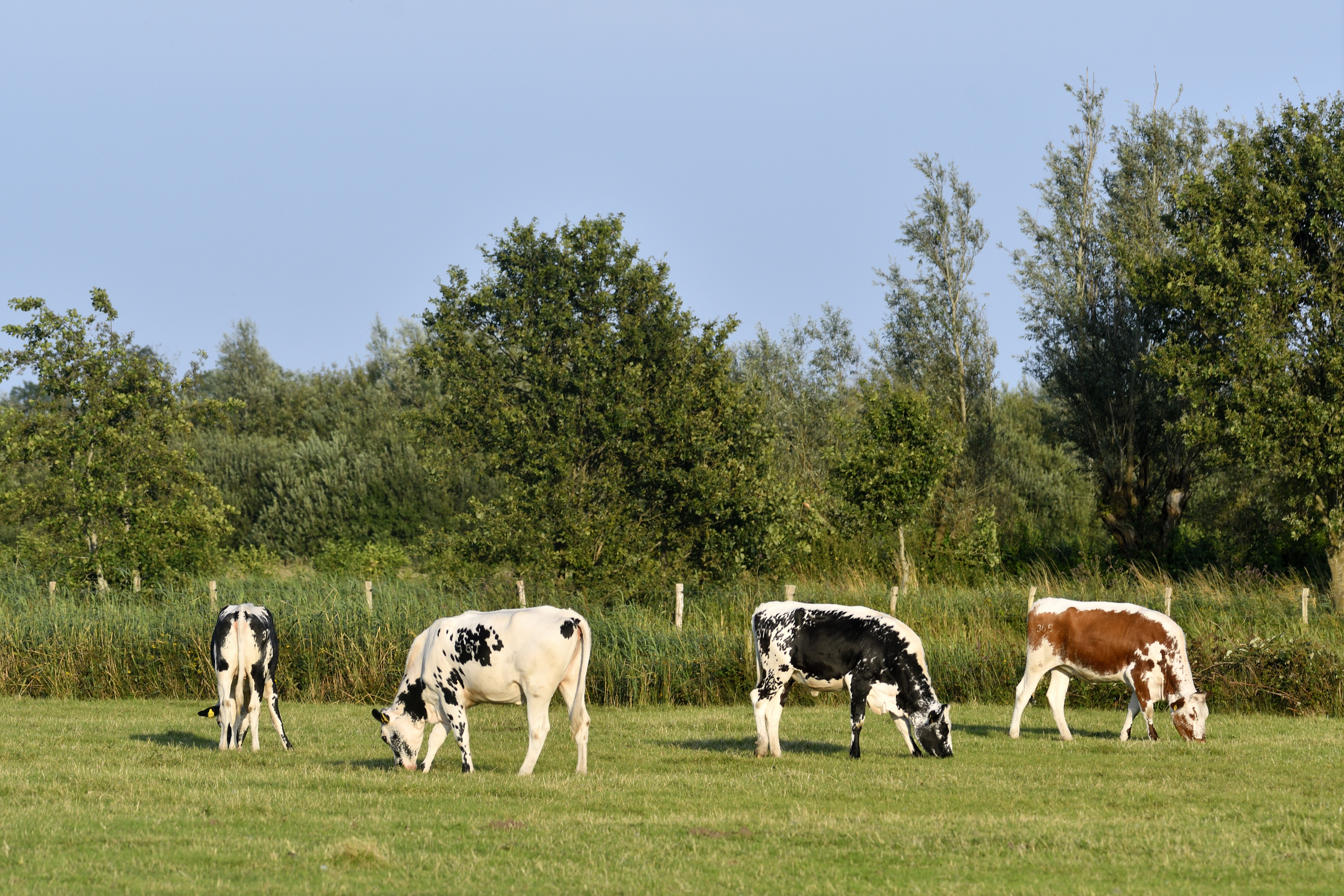 Het ministerie schrapt een eerder vastgestelde deadline voor provincies om plannen voor stikstof en platteland in te dienen.