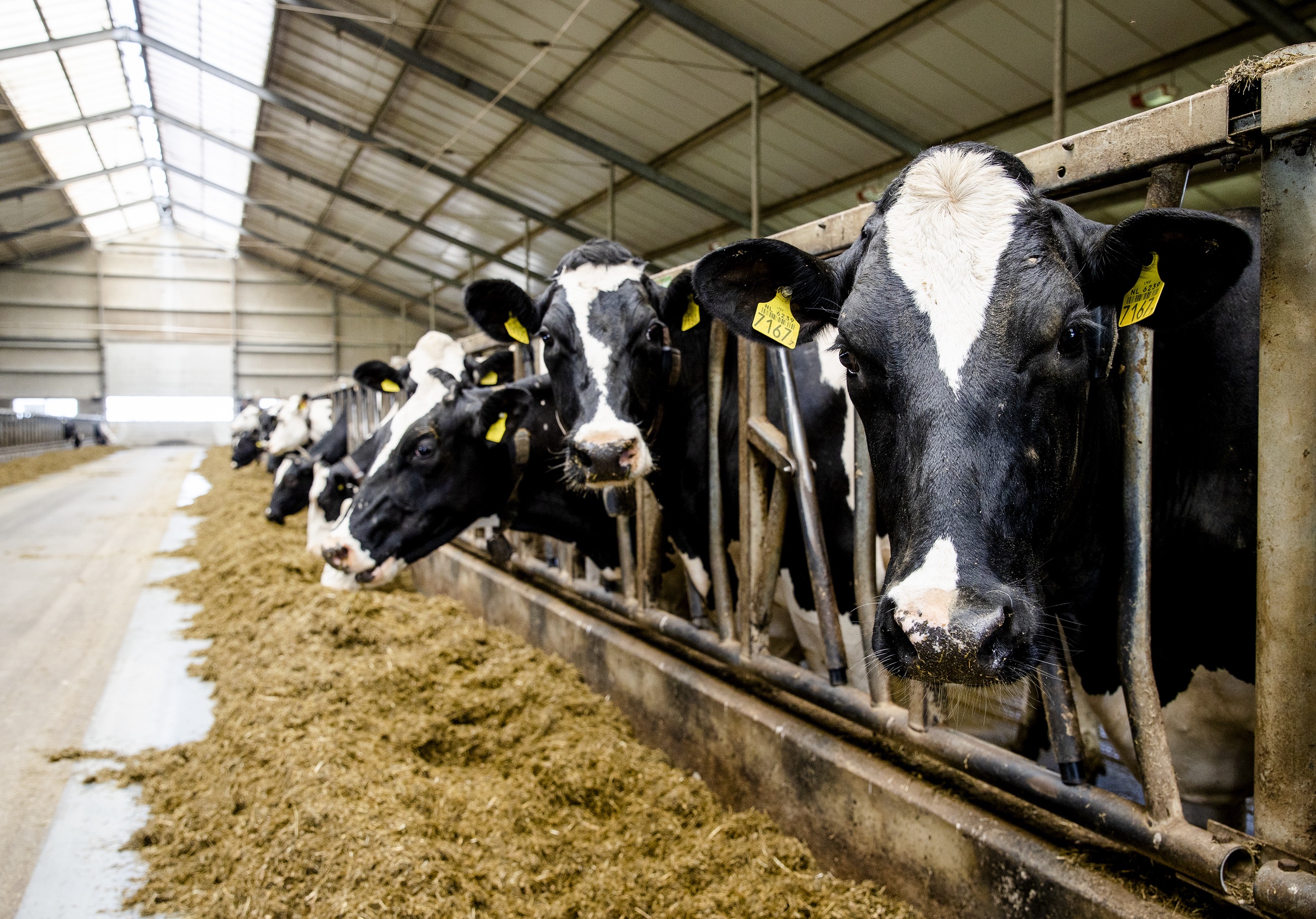 De uitspraak heeft als gevolg dat boeren niet meer mogen uitbreiden met twee verschillende soorten 'emissiearme' stallen.