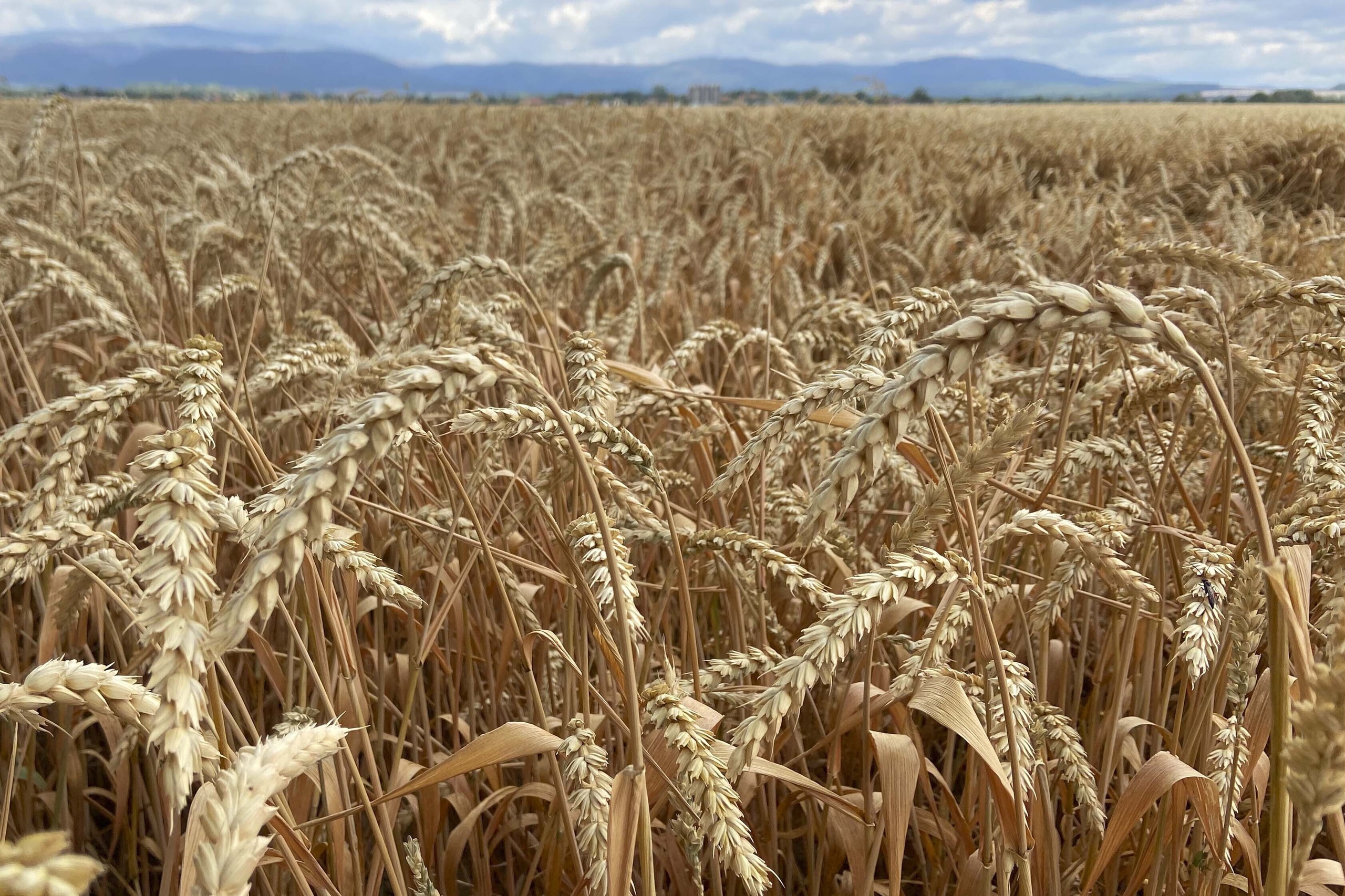Wheat stand on a grain field near Wernigerode, Germany, Thursday, July 21, 2022. (AP Photo/Matthias Schrader)