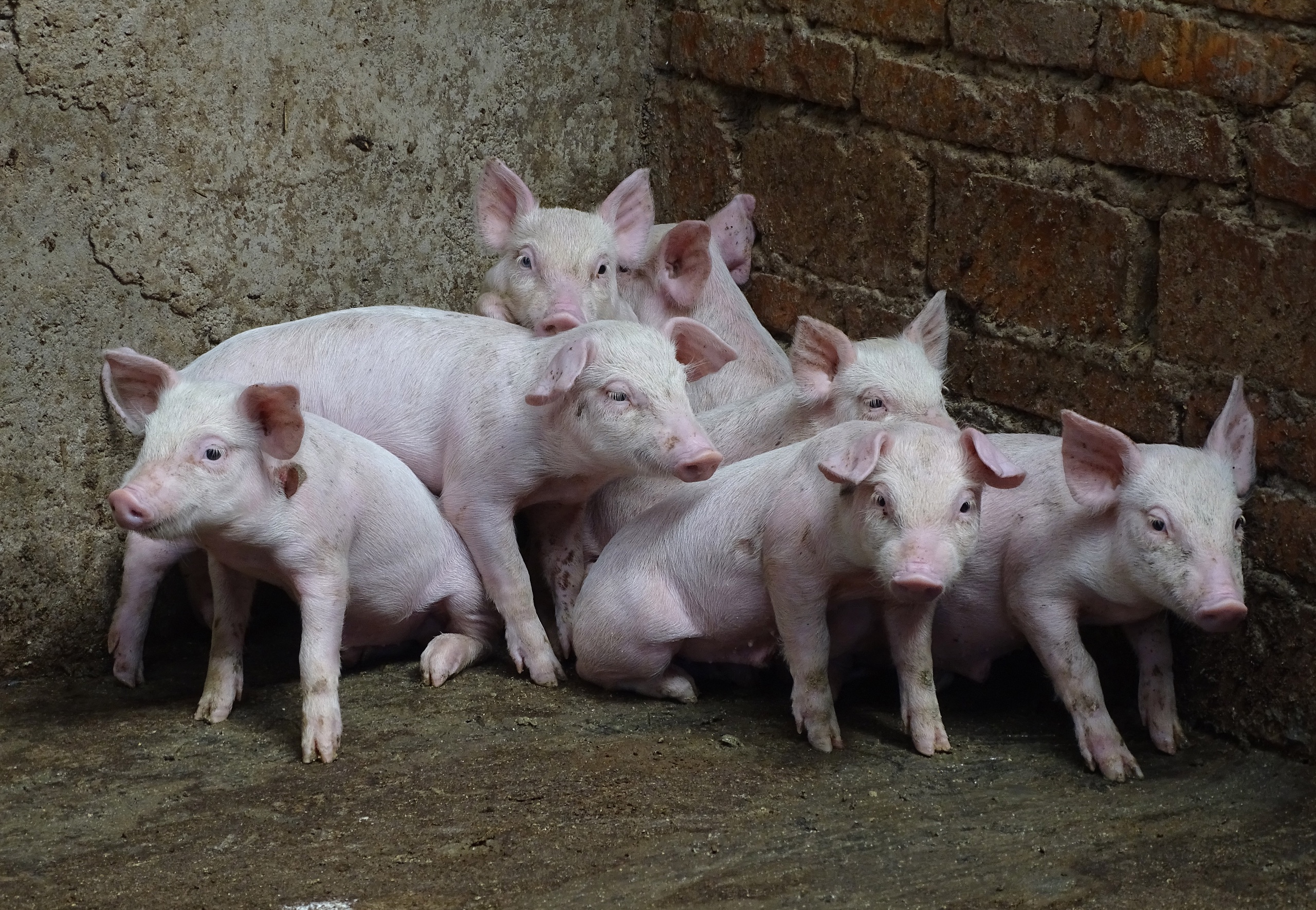 Ook wil China voorkomen dat de inflatie verder aangejaagd wordt door de stijgende prijzen van varkensvlees.
