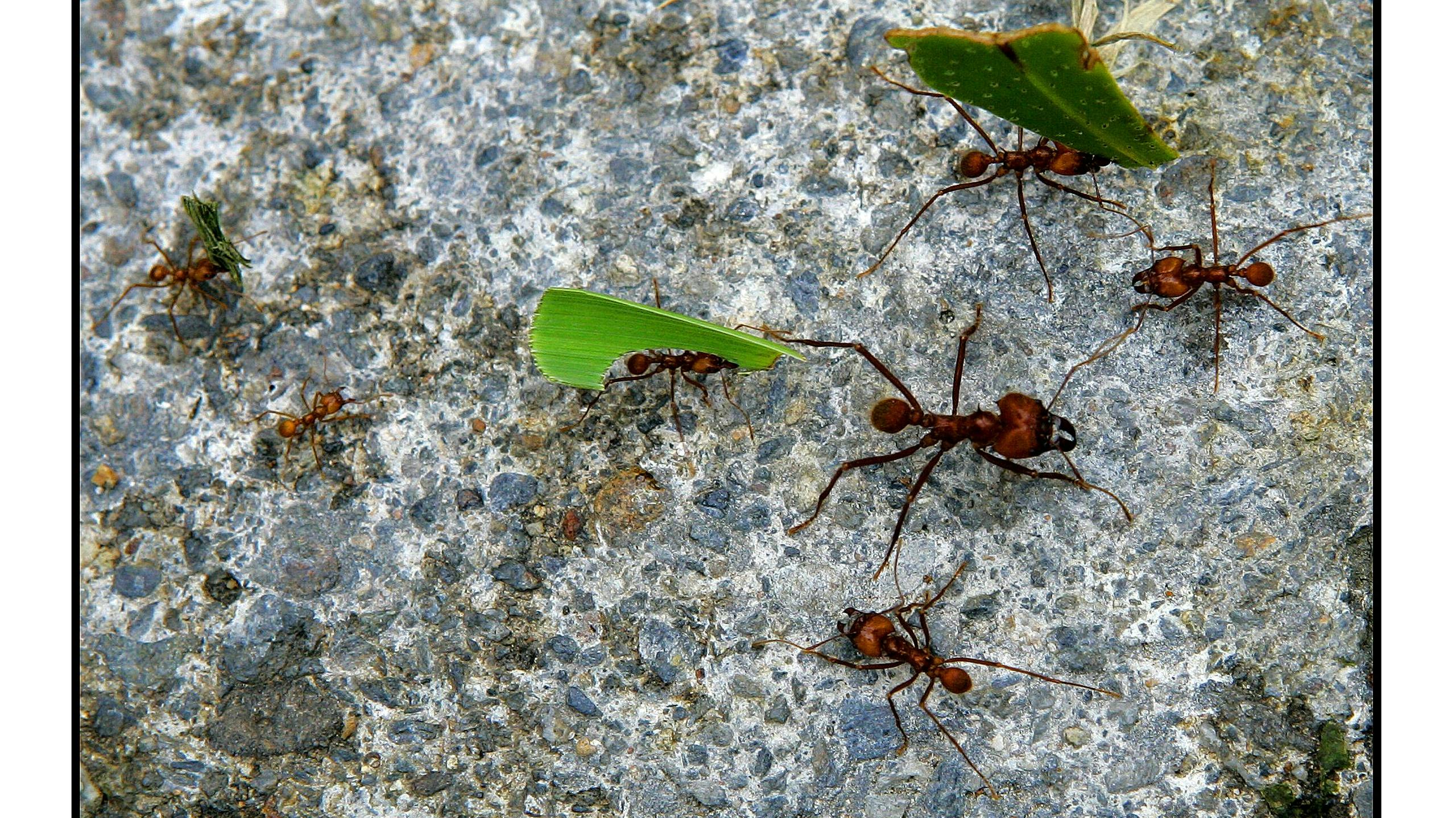 POPAYAN-Mieren lopen over een steen.ANP-PHOTO ROBIN UTRECHT 