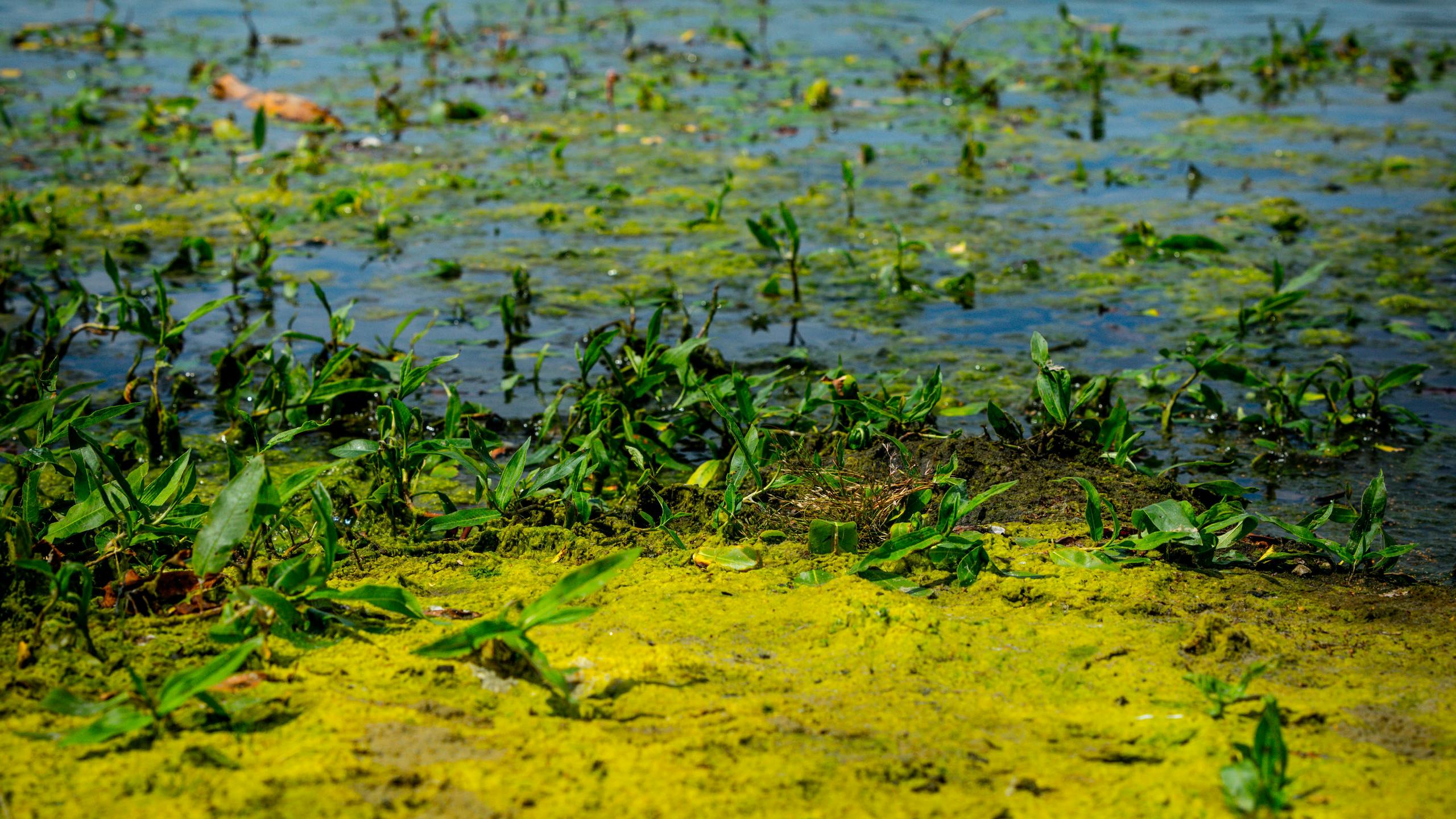 Algen in waterplas De Meeris in Waalre. Bij langdurig warm weer stijgt het aantal algen in meren en plassen. 