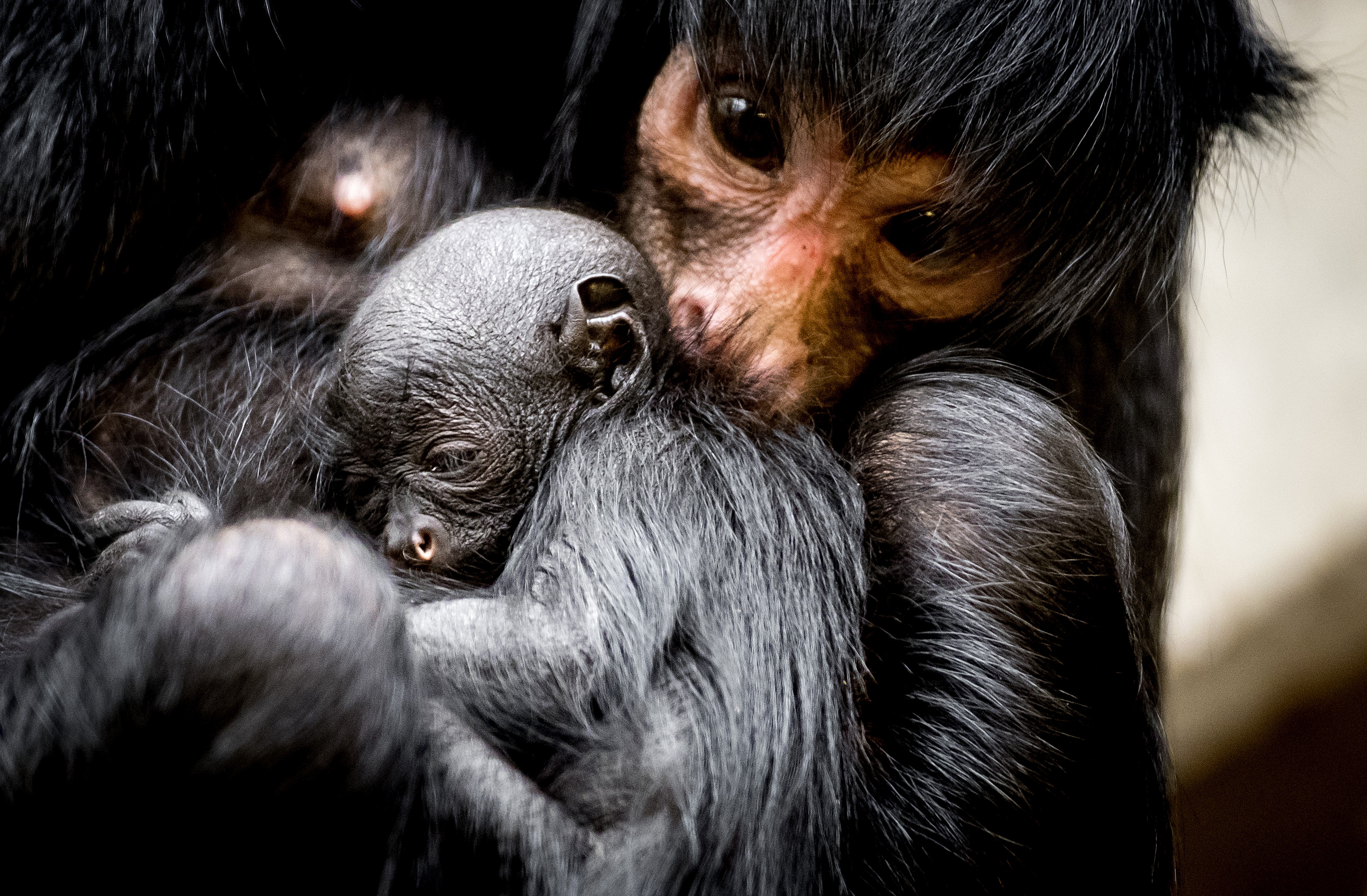 Spinapen zoeken via crowdsourcing beste eetgelegenheden in oerwoud