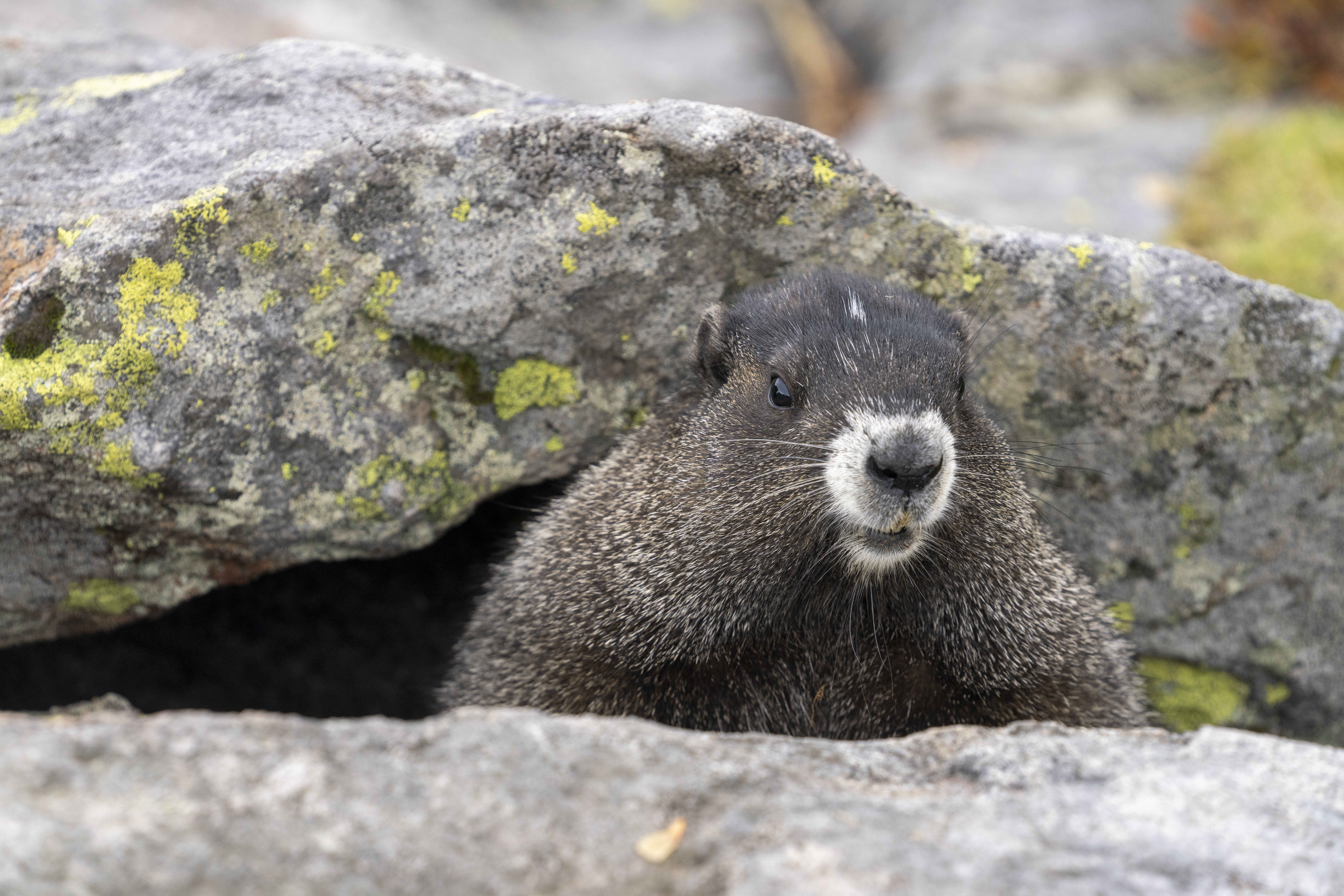 Jagers-verzamelaars slachtoffer van pestuitbraak veroorzaakt door marmotten