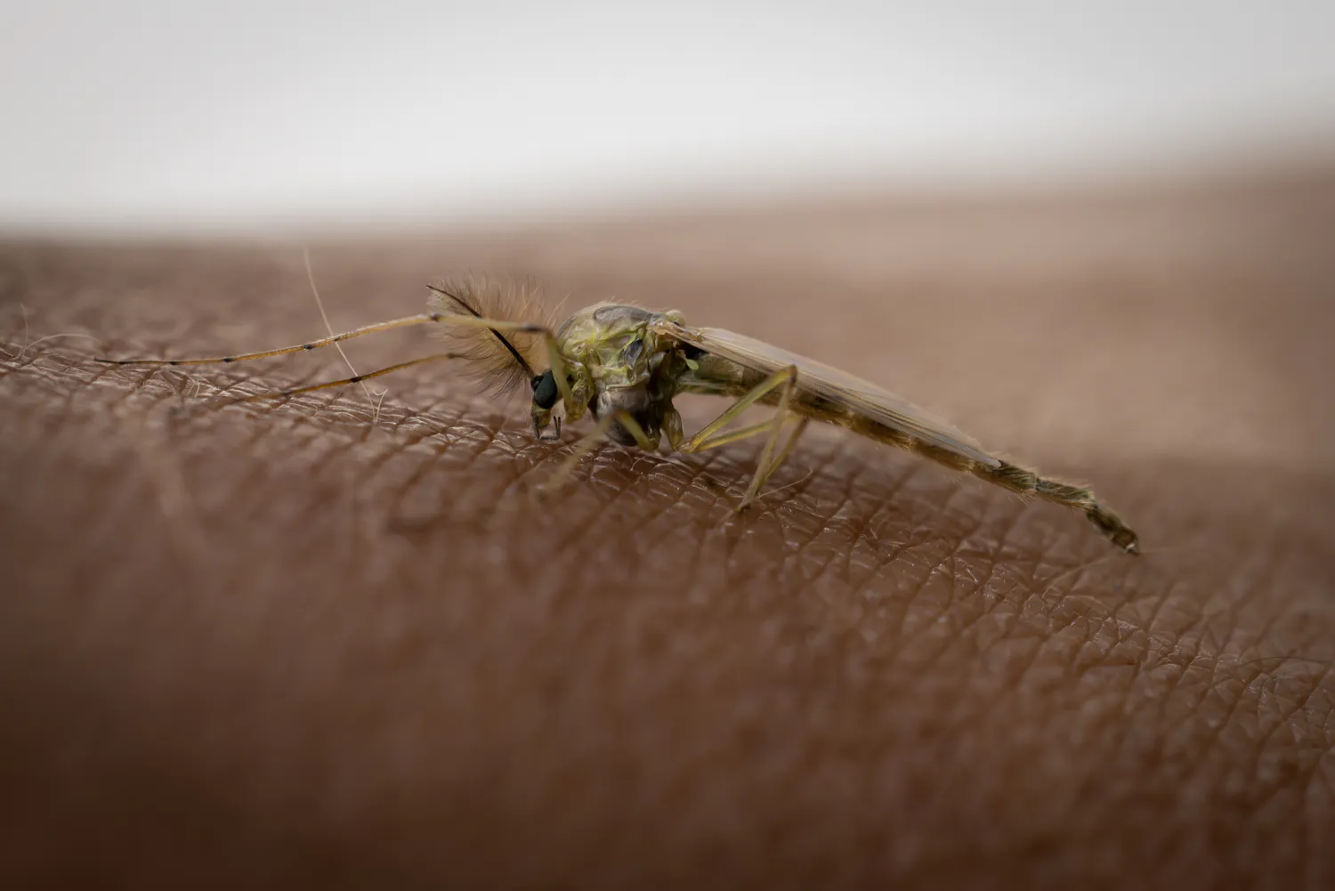 RIVM says Netherlands will continue dealing with West Nile virus