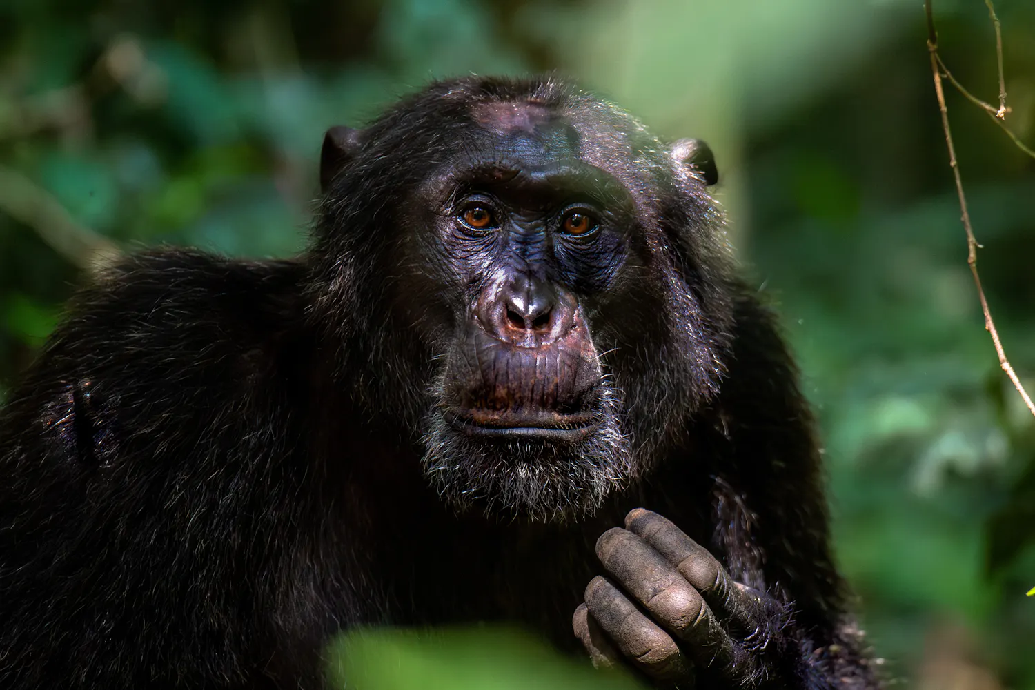 Chimpanzees steal less fruit from friends and expect the same in return