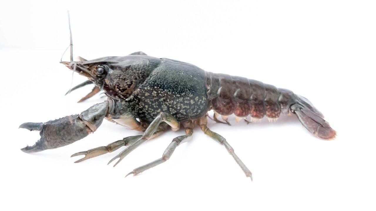 Marbled Crayfish (Marmerkreeft)