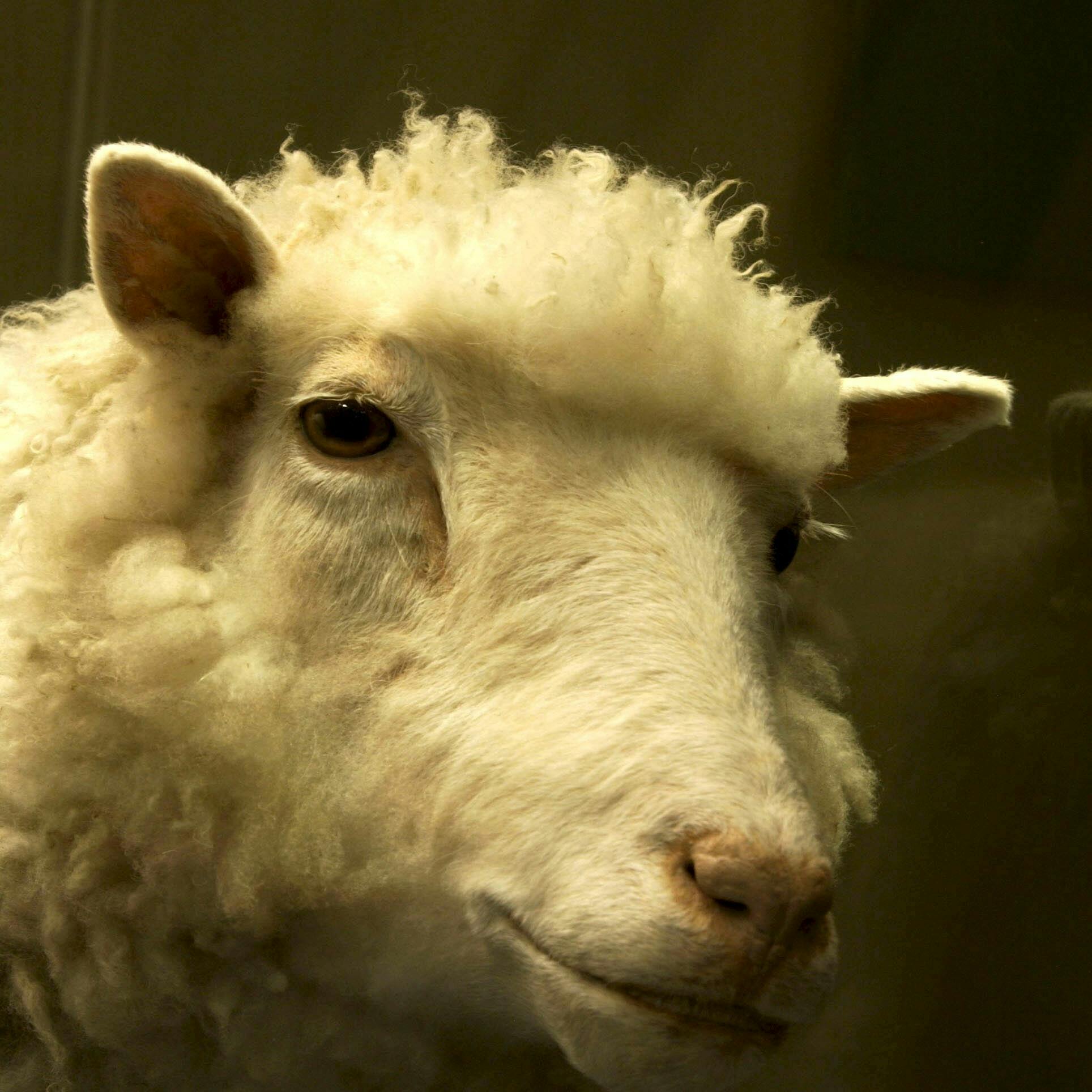 25 jaar geleden werd het 'bijzondere' schaap Dolly geboren