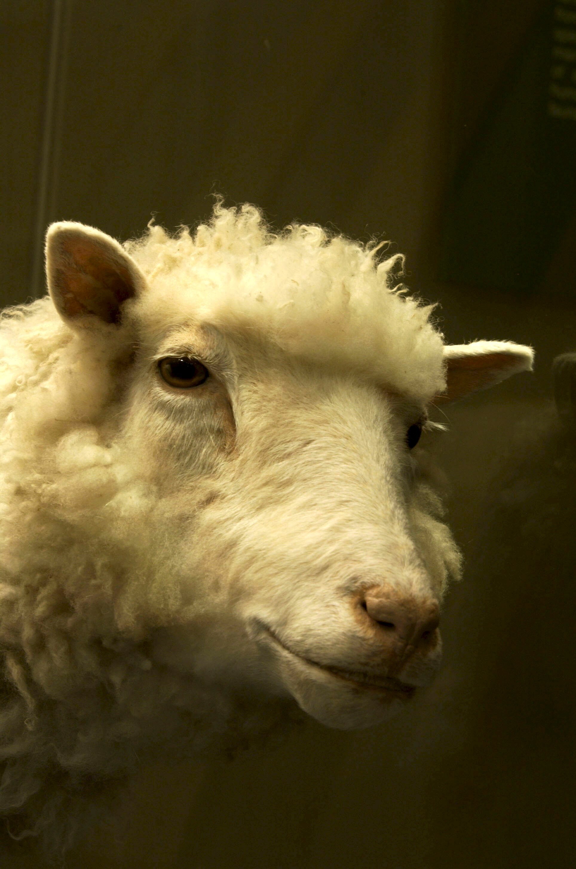 Schaap Dolly op een display in het 'Royal Museum, Edinburgh'.