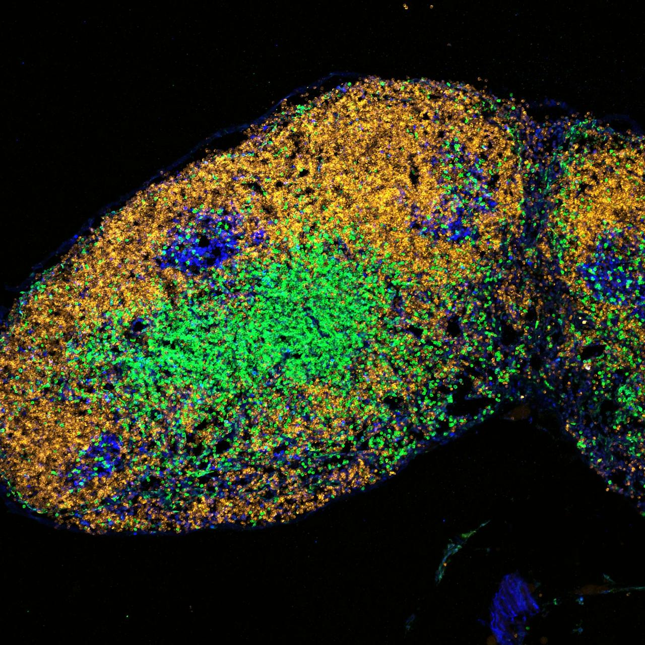 Immuunreactie in cellen van een jonge muis