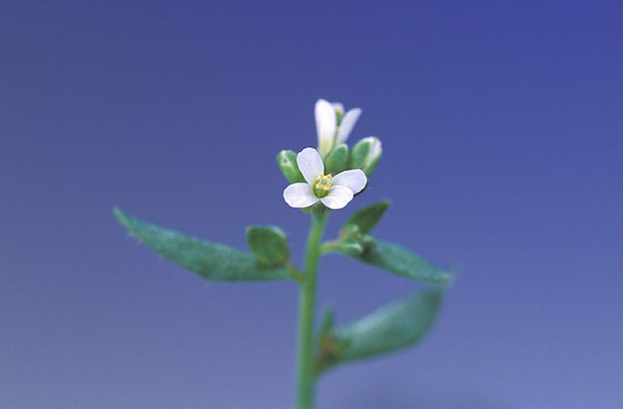 Arabidopsis thaliana (zandraket)