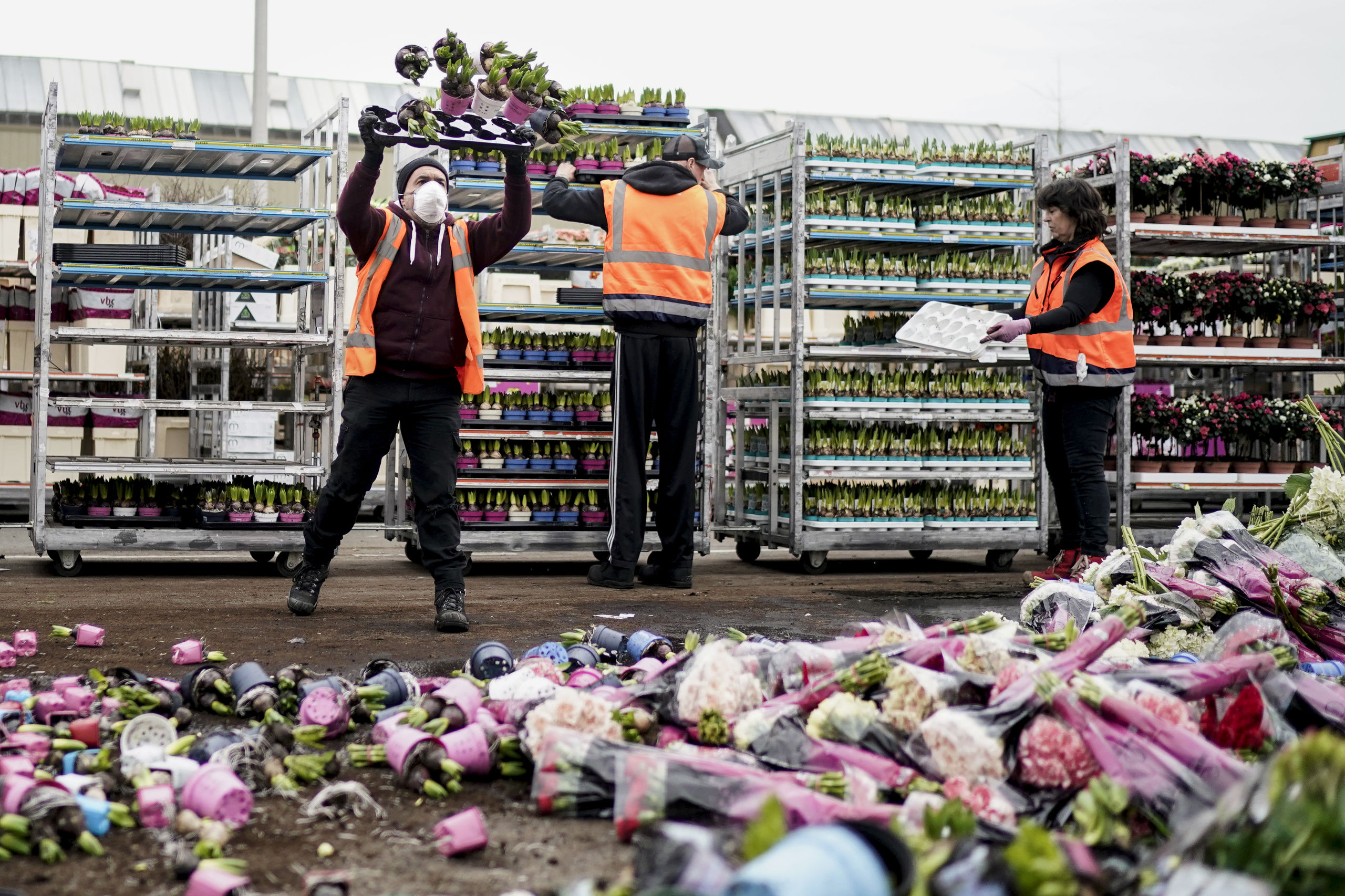 Bloemen worden vernietigd bij FloraHolland Naaldwijk in Honselersdijk 