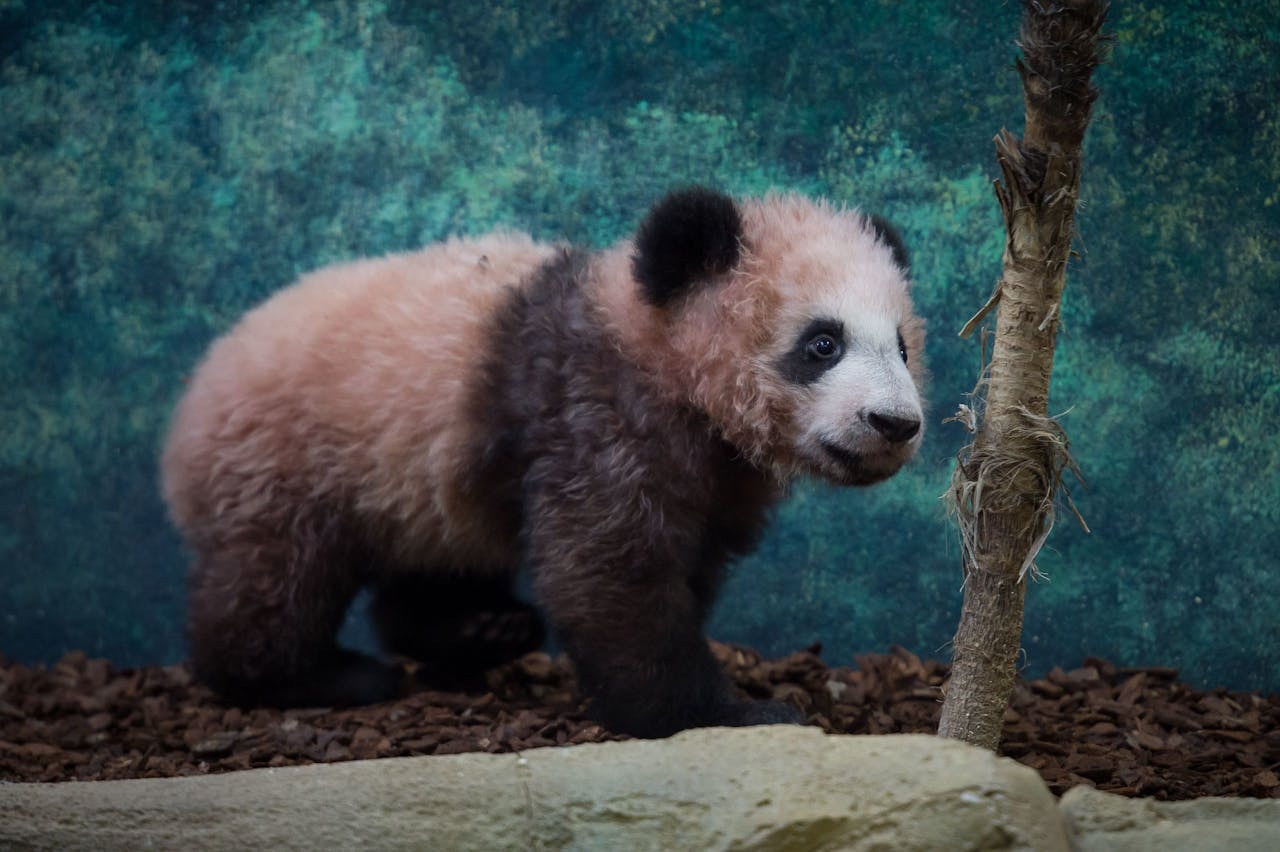 Na het zien van positief stemmende beelden, zoals die van een puppy of een panda, stonden de deelnemers aan het onderzoek meer open voor een onbekende frisdrank. Ze dronken er meer van en vonden het lekkerder.
