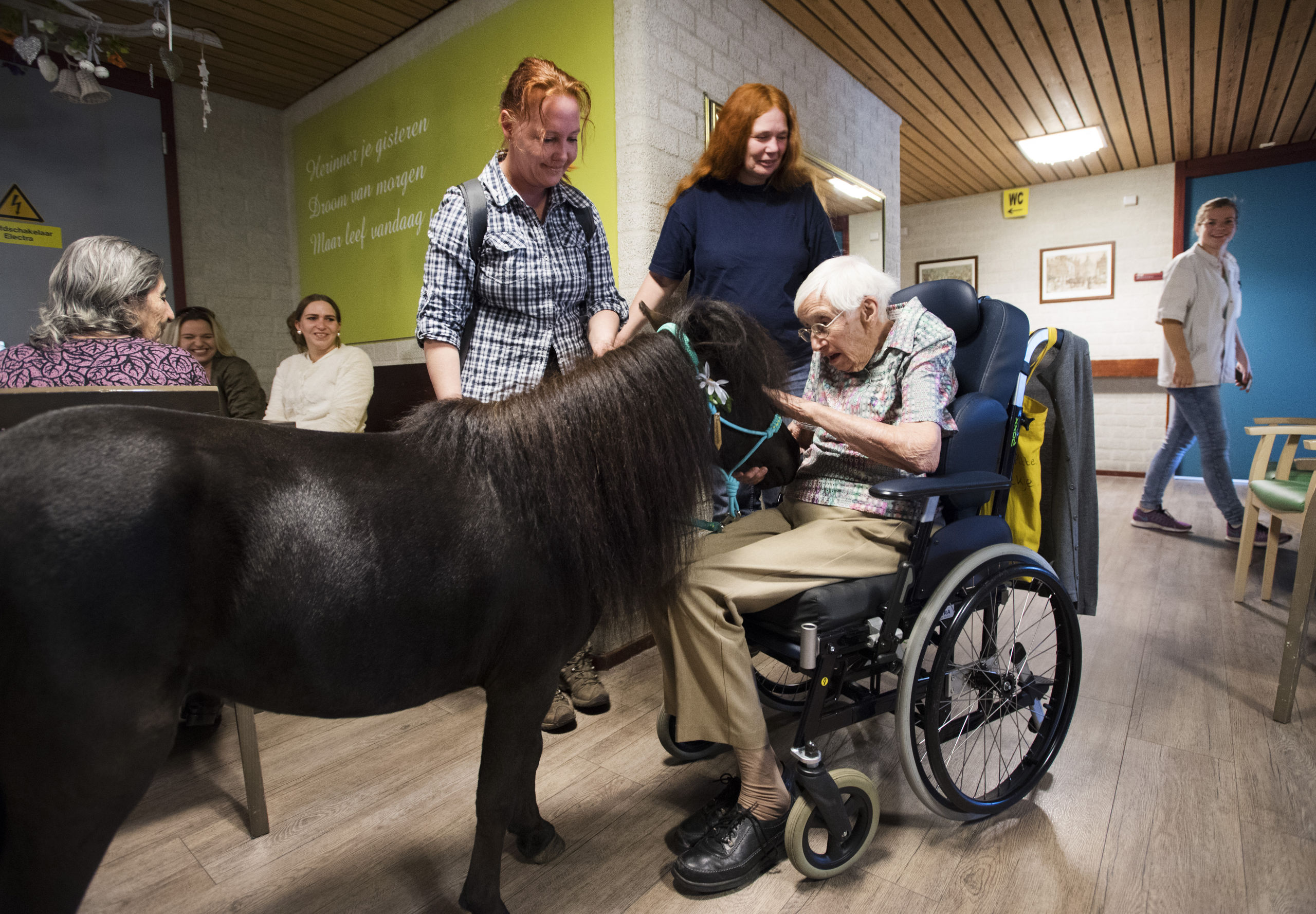 Een paardje komt aan bij een woonzorgcentrum.