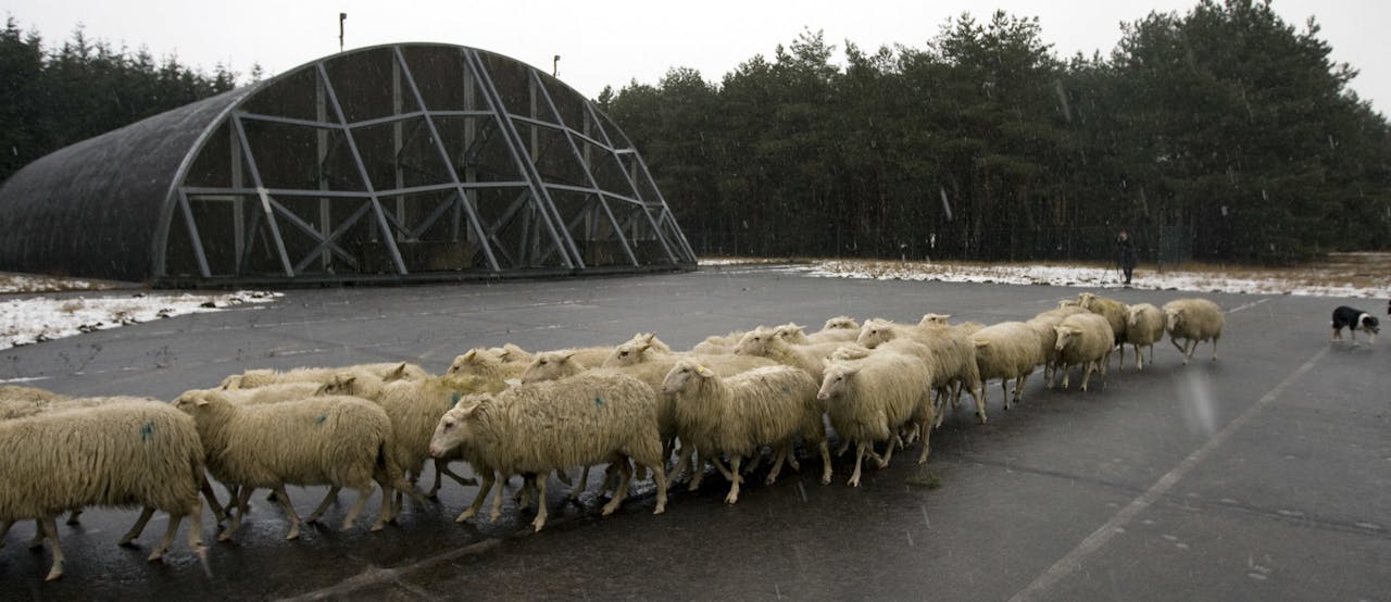Op vliegbasis Soesterberg neemt een kudde Veluwse heideschapen haar intrek in een van de voormalige shelters.