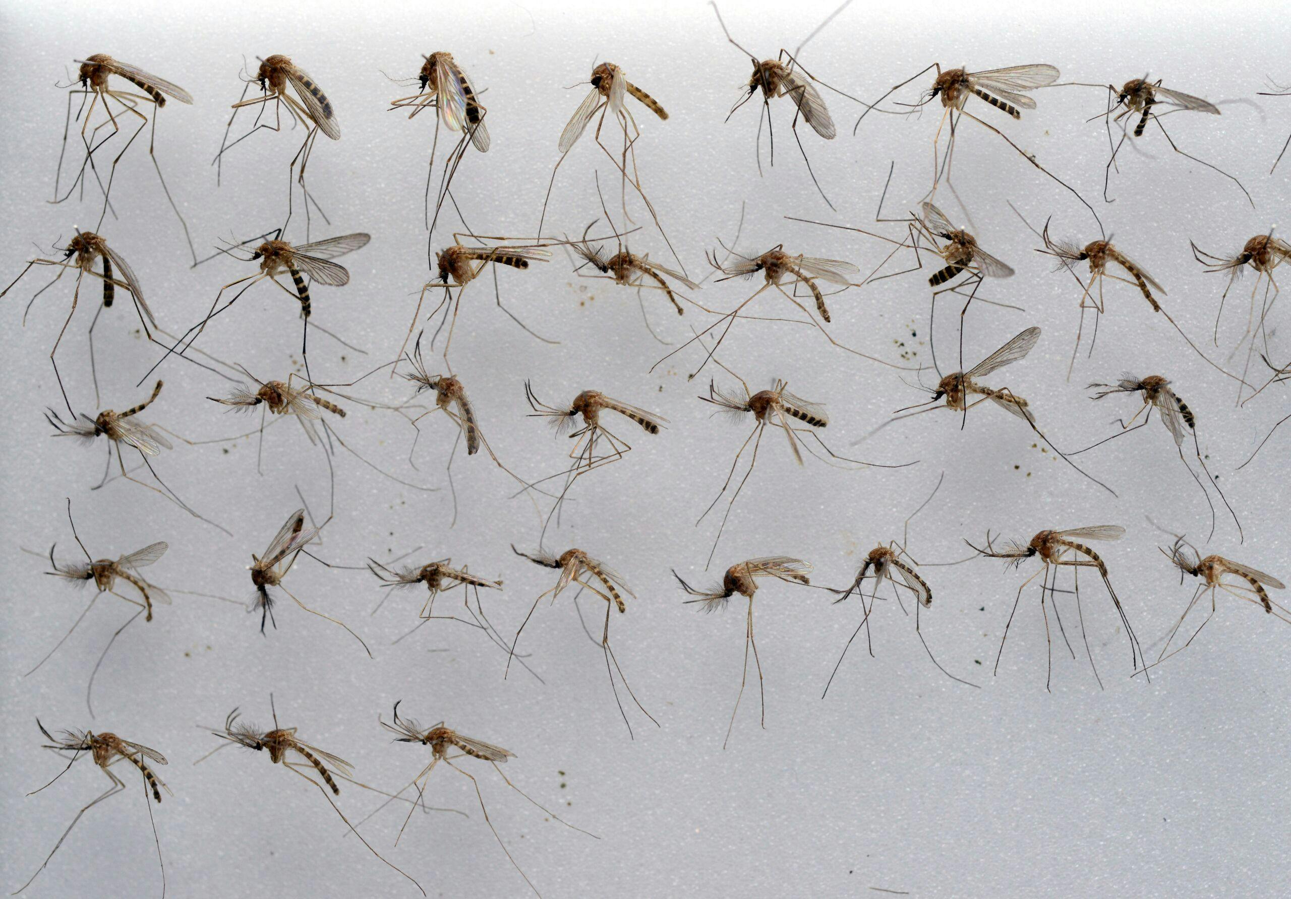 Favorable climate ensures the advance of West Nile virus