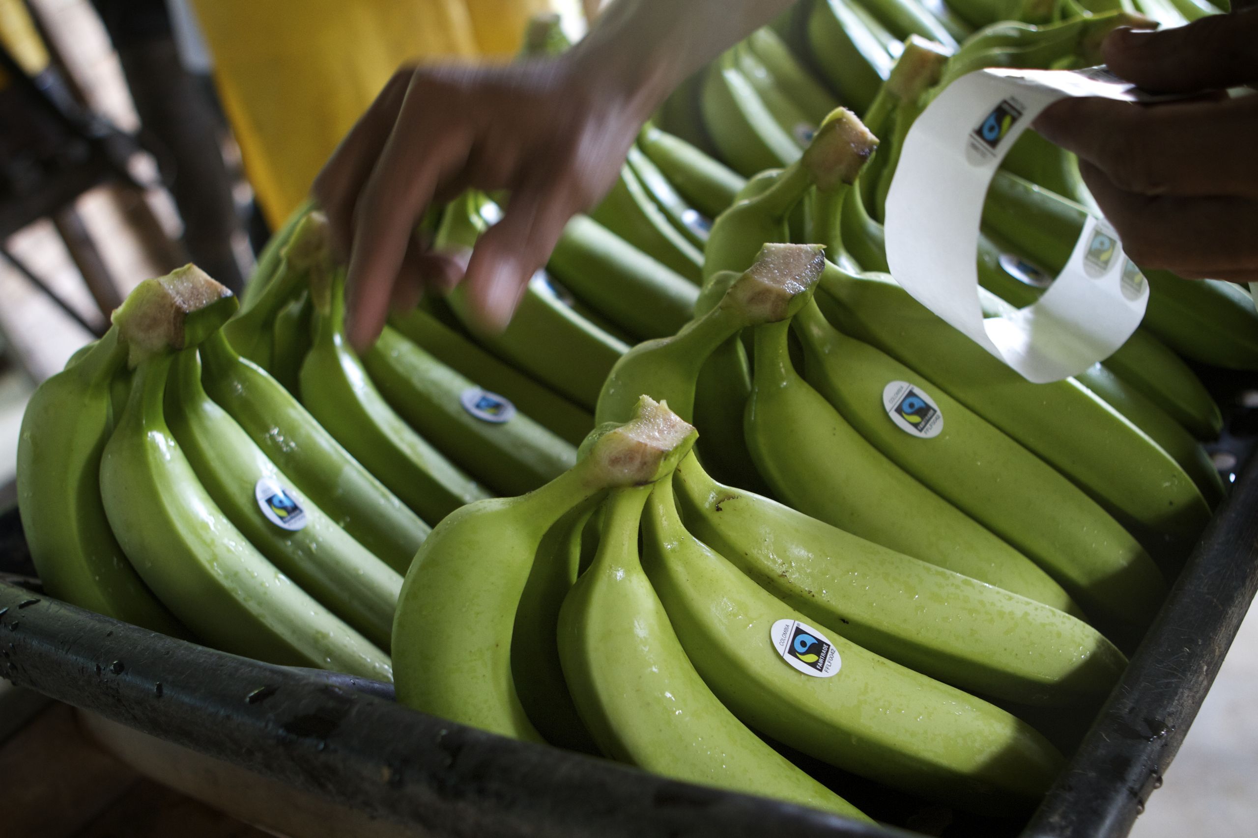 Bananen op de Fair Trade bananenplantage FISA in Colombia.