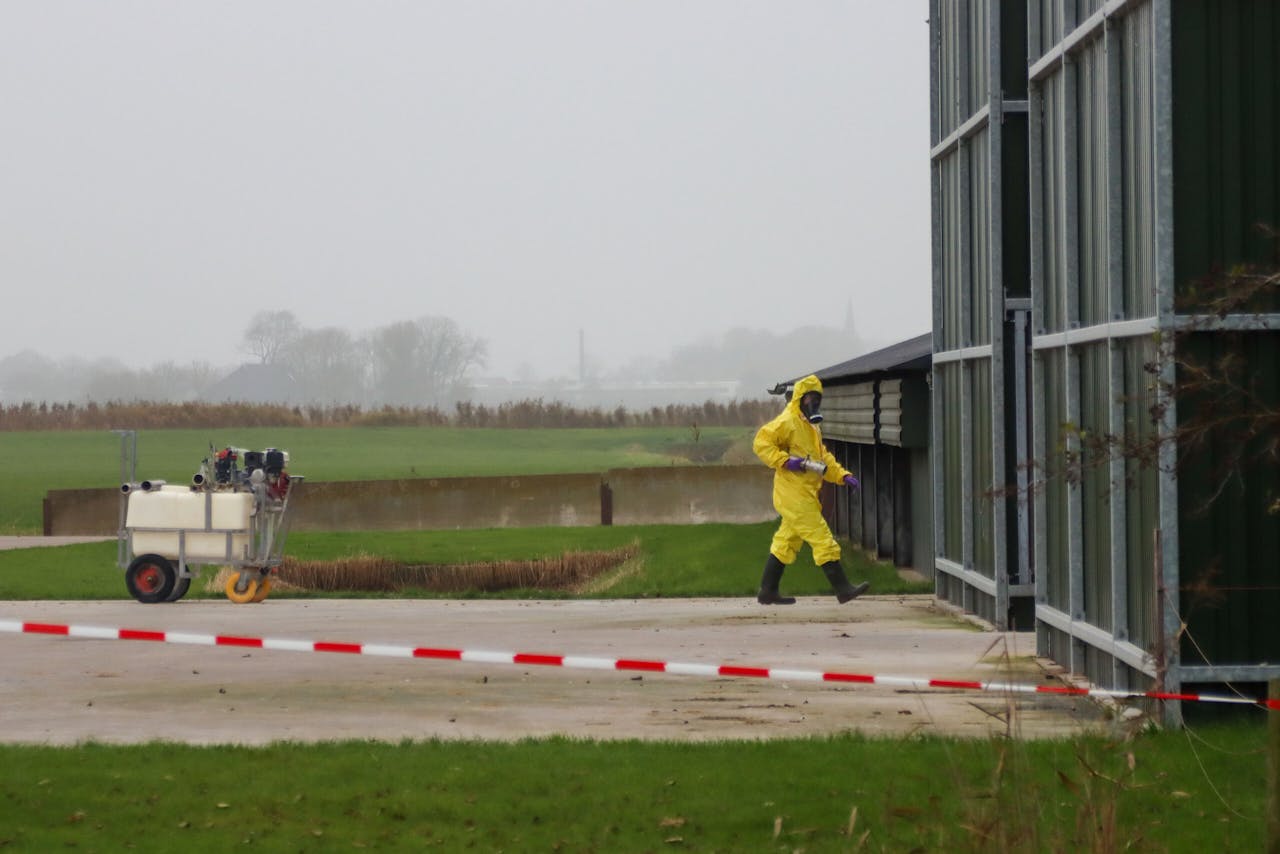 Een pluimveehouderij in het Friese Tzum, waar in november de vogelgriep werd vastgesteld.