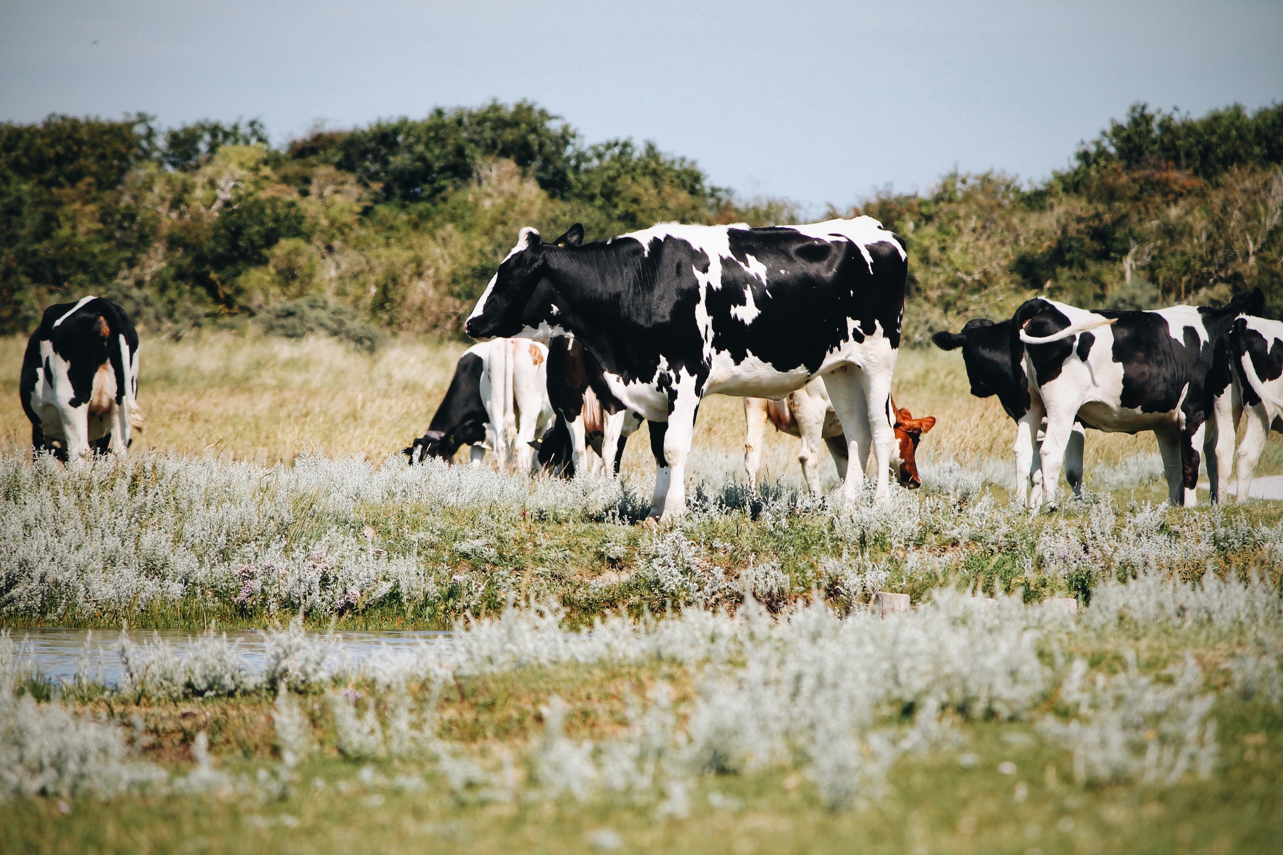 Boeren op het vasteland beschuldigen boeren op Schiermonnikoog van 'verraad'