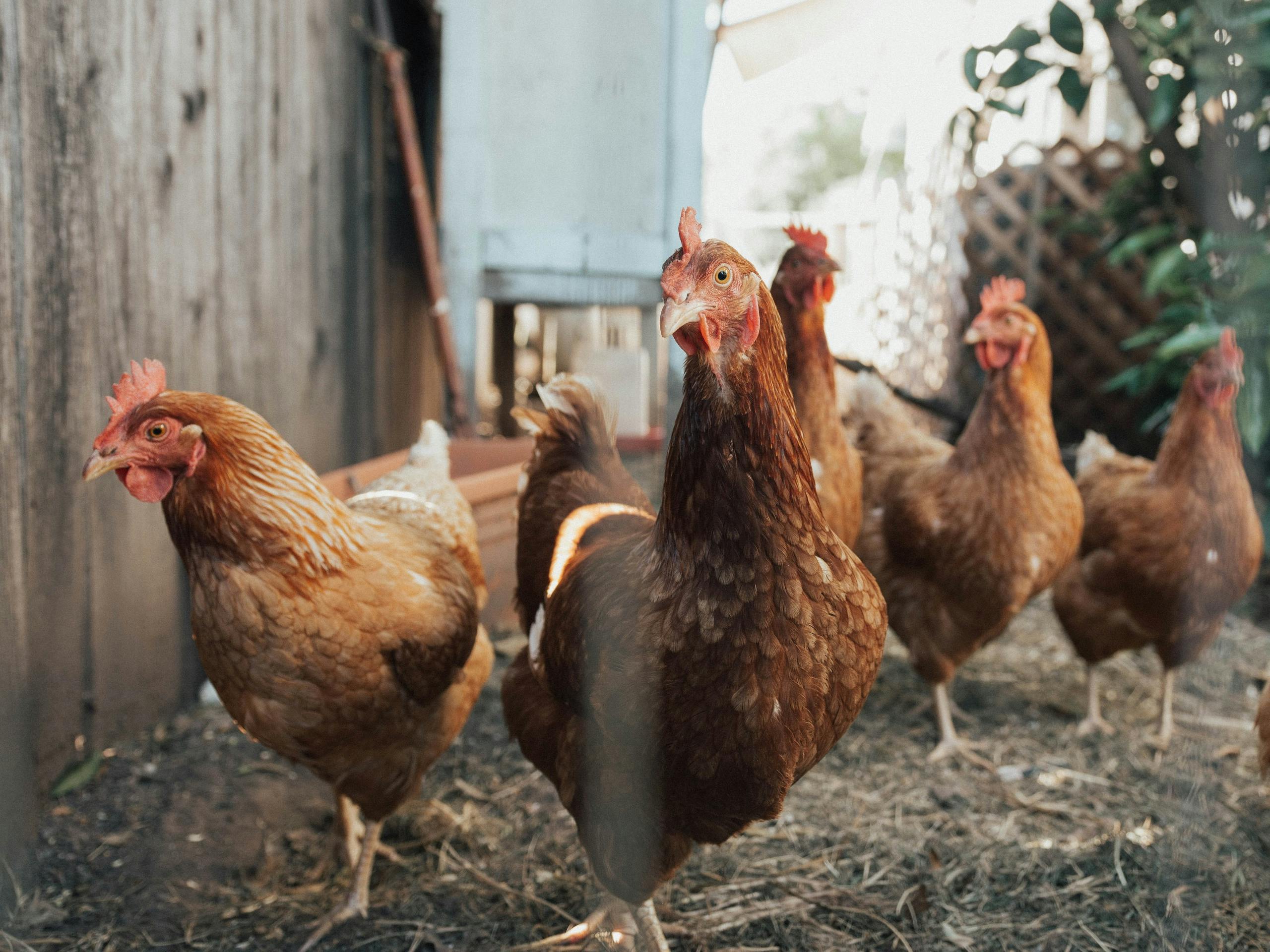 Preoccupazioni per l’epidemia di influenza aviaria “straordinaria”.