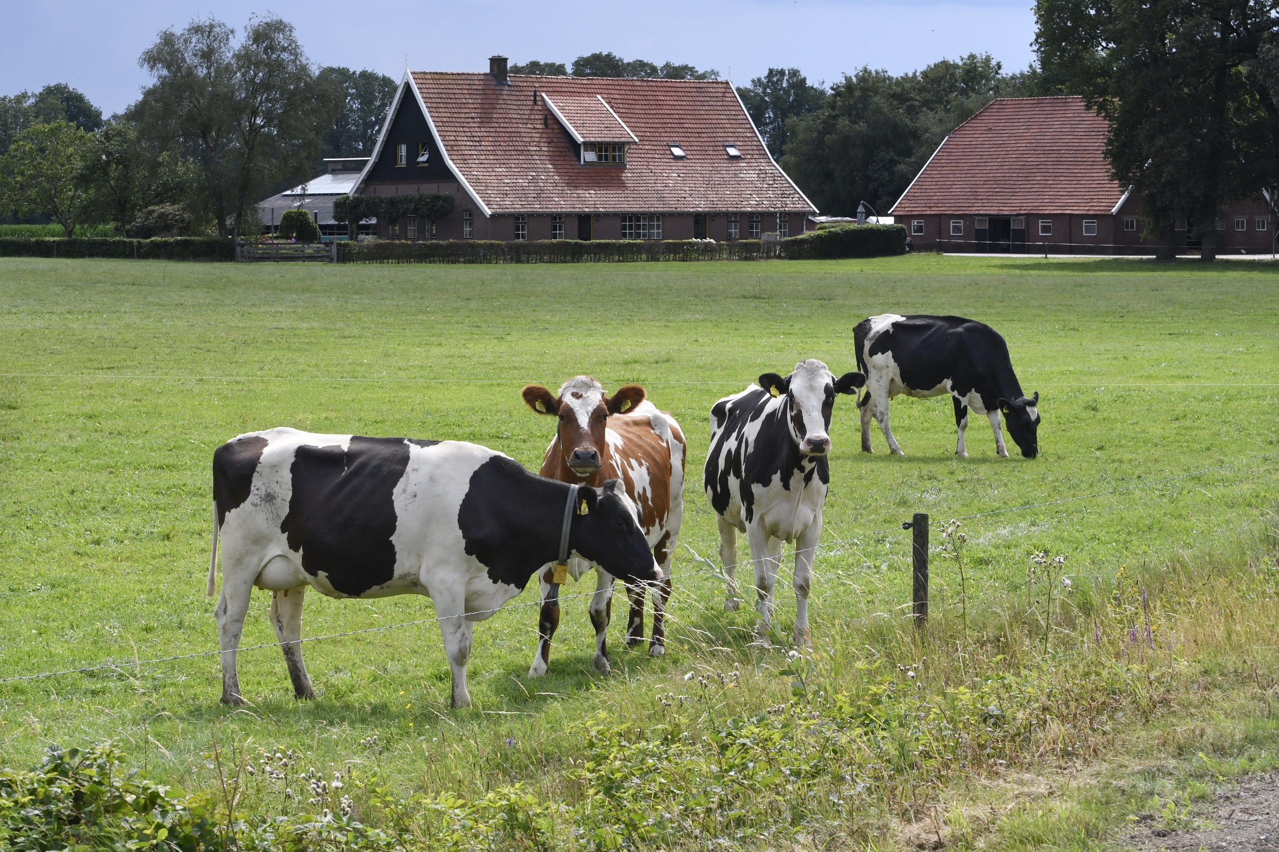 'Intensieve Veehouderij Veroorzaakt 9 Miljard Euro Schade Per Jaar ...