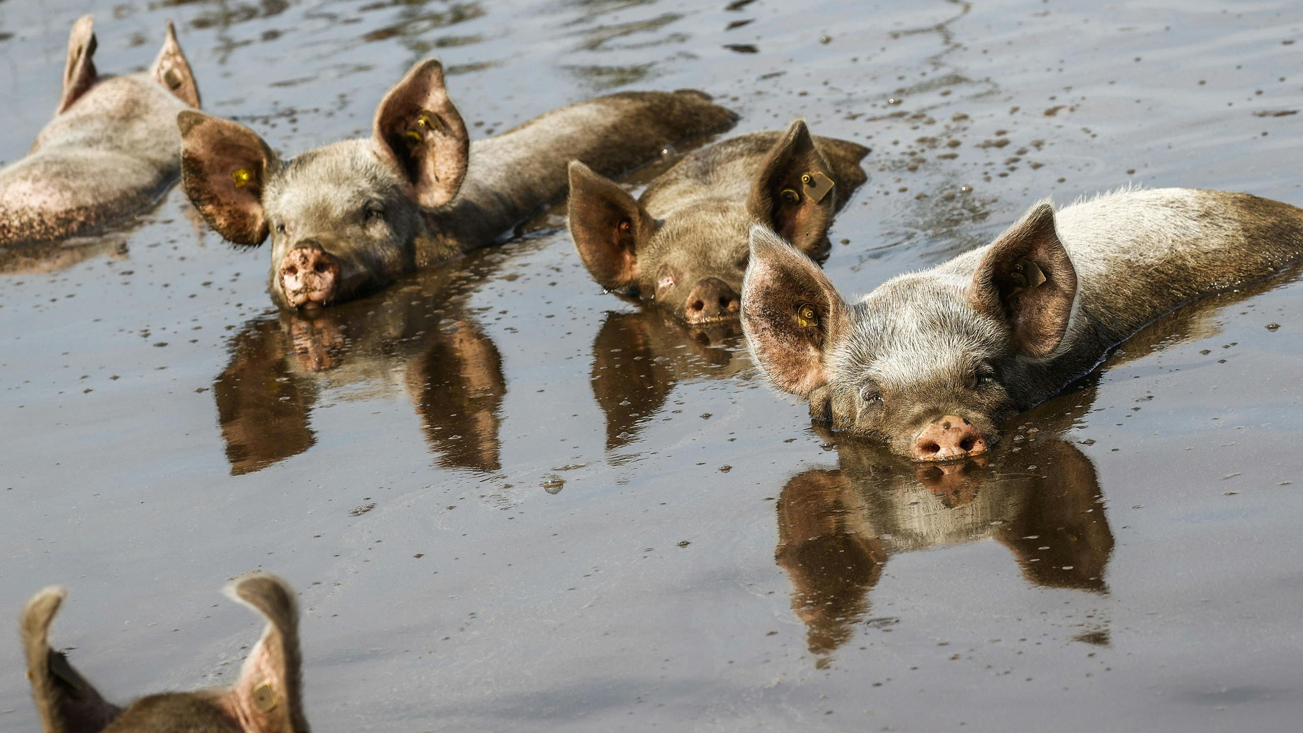 Varkens in een modderpoel 