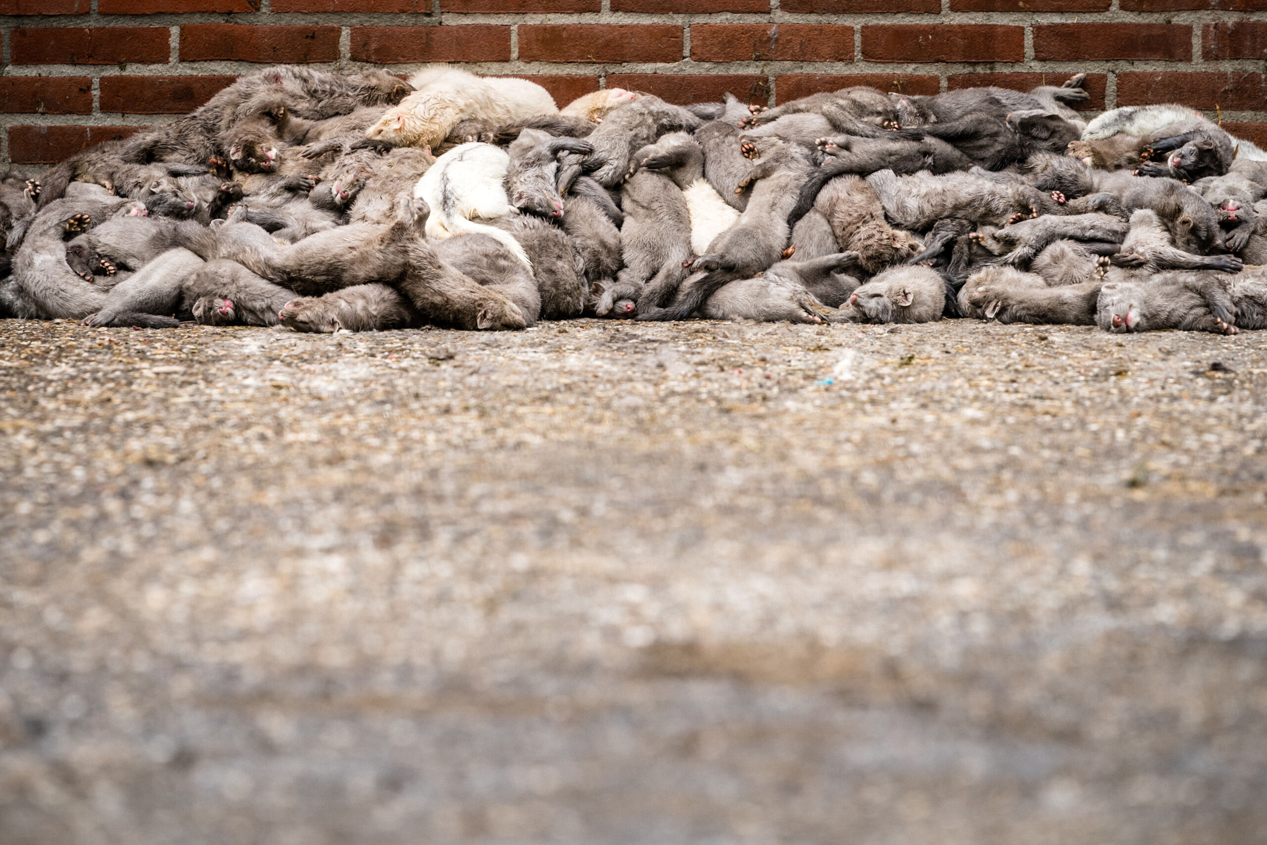 OSPEL - Medewerkers van de NVWA zijn bezig met het ruimen van nertsen op een met het coronavirus besmette nertsenfokkerij. Ook in Vredepeel is wederom een besmetting vastgesteld. Eerder pleitte de voorzitter van Veiligheidsregio Brabant Zuidoost voor het preventief ruimen van alle nertsenfarms. ANP HH ROB ENGELAAR