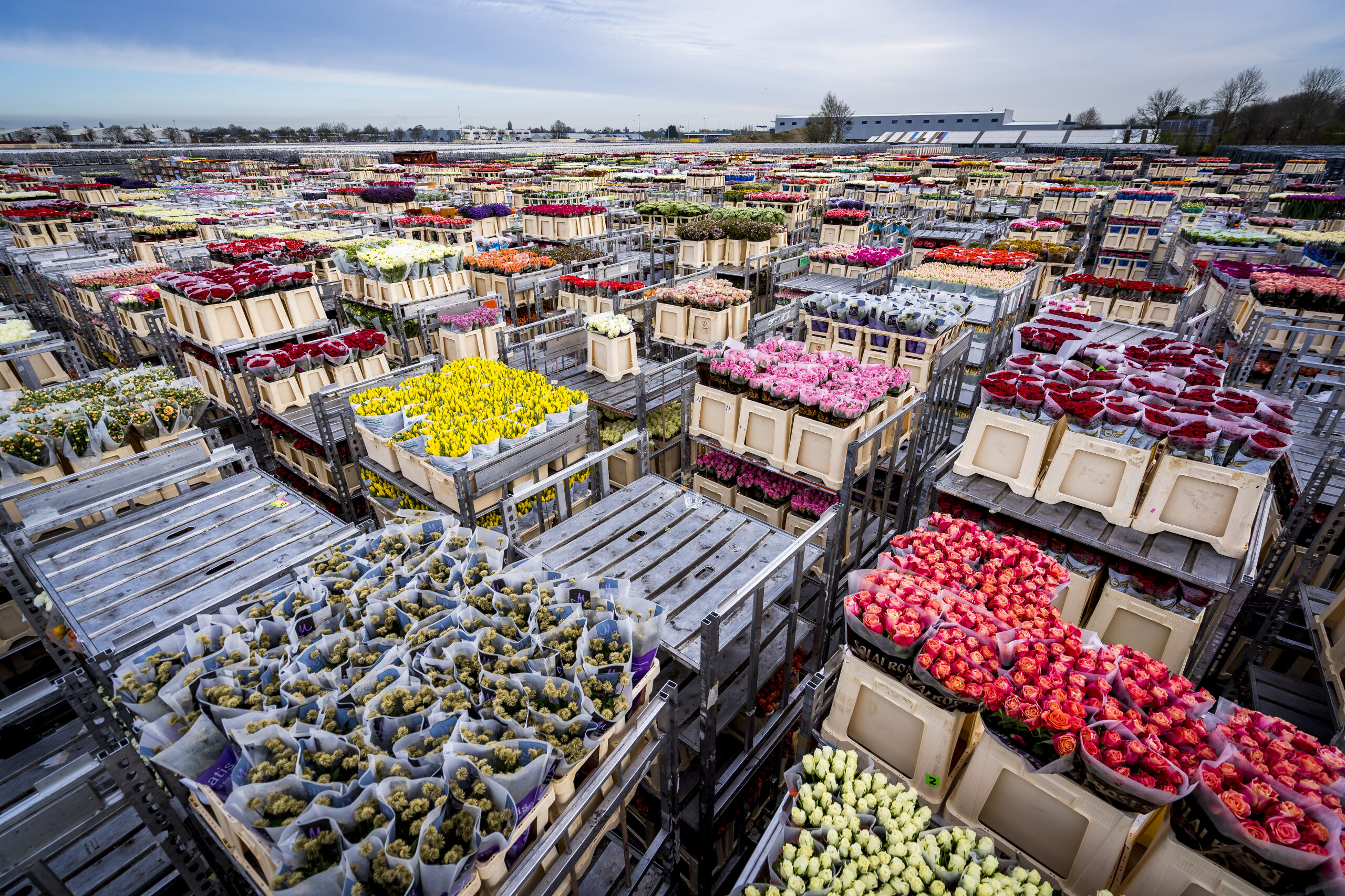 Miljoenen bloemen moesten in maart vernietigd worden.