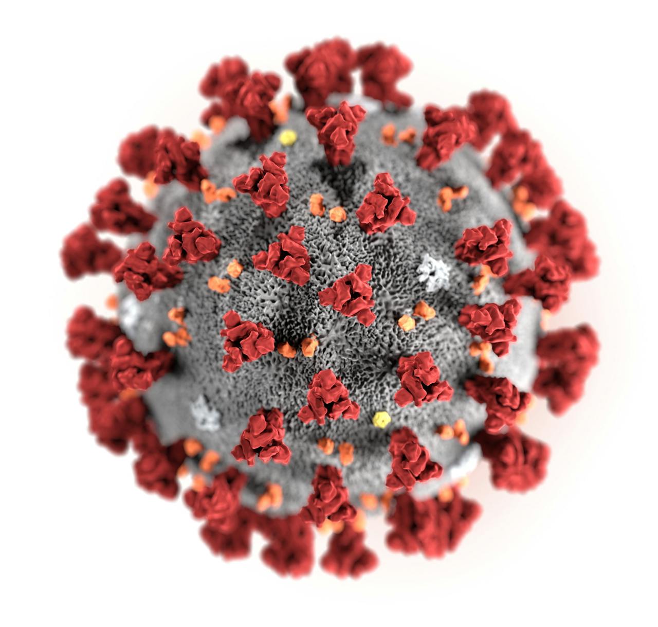 Coronavirus vergroot
