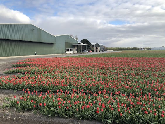 Het tulpenveld van Simon Pennings uit Noordwijkerhout