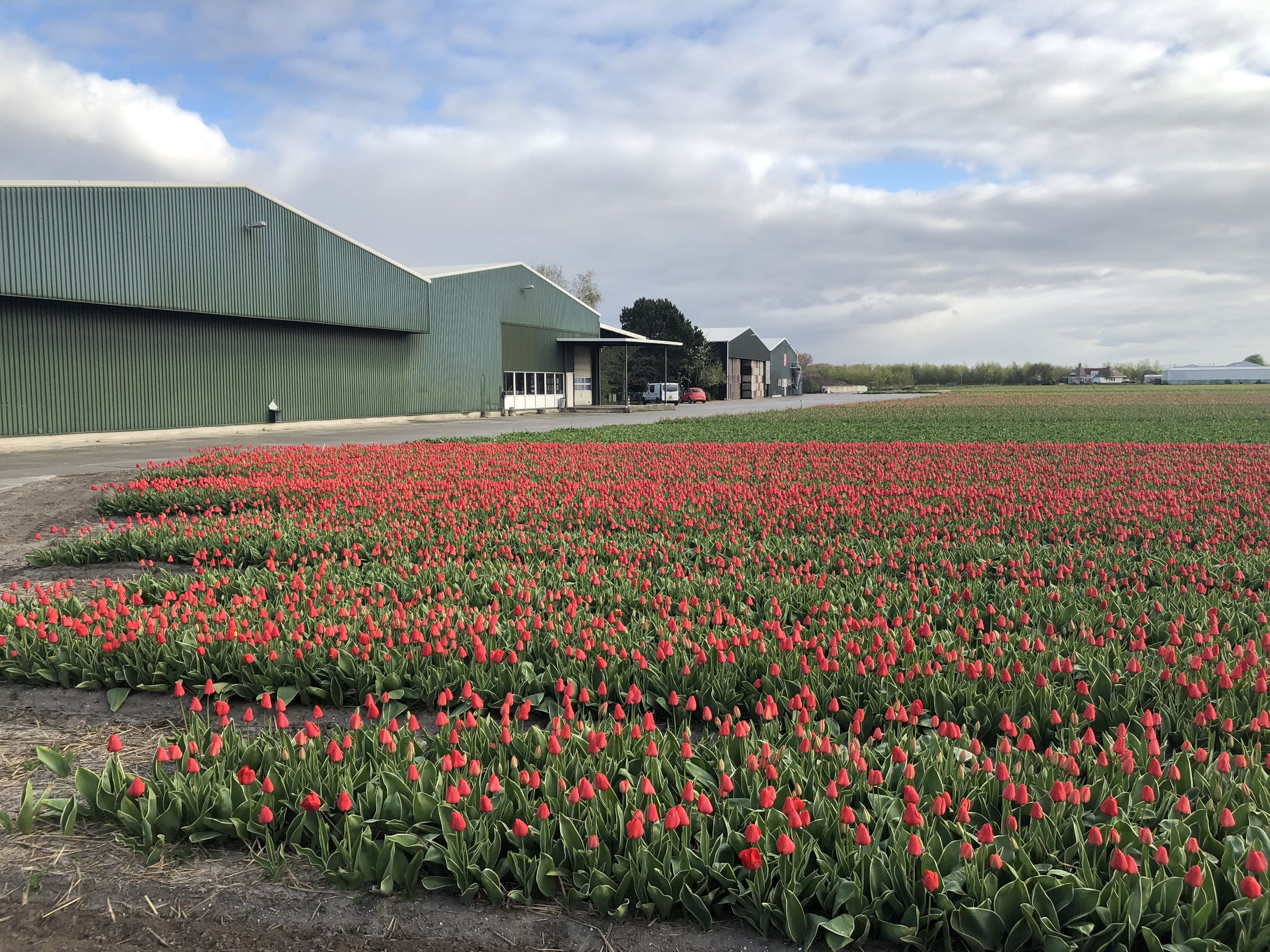 Het tulpenveld van Simon Pennings uit Noordwijkerhout