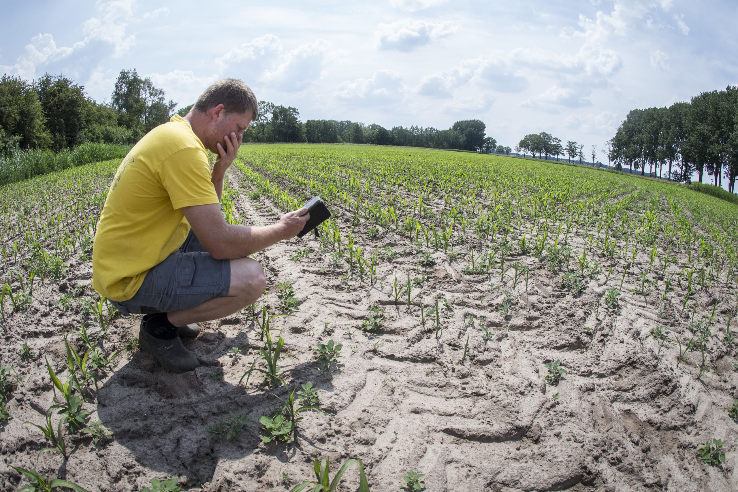 Akkerbouwer  bekijkt de jonge maisplantjes in de droge grond op zijn maisveld. 
