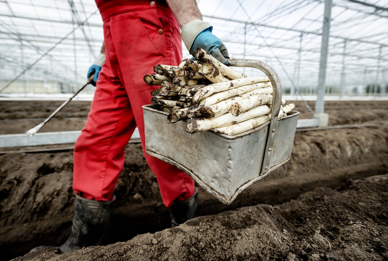 2018-04-04 09:57:06 SINT-OEDENRODE - Medewerkers van een aspergekweker aan het werk, daags voor de nationale opening van het aspergeseizoen. ANP ROBIN VAN LONKHUIJSEN