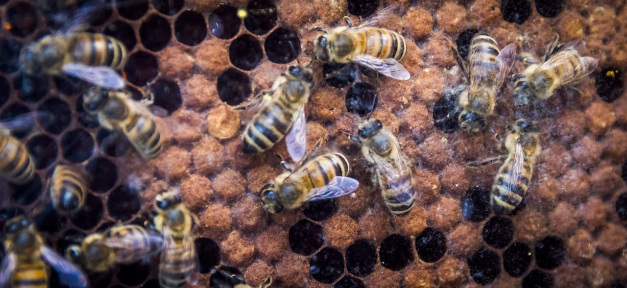 2018-07-14 12:54:49 STRIJEN - Een bijenvolk in een kijkkast tijdens de open Imkerijdagen. Op meer dan tweehonderd locaties kan het publiek kennisnemen van het werk van de imker en zijn bijenvolken. ANP XTRA LEX VAN LIESHOUT