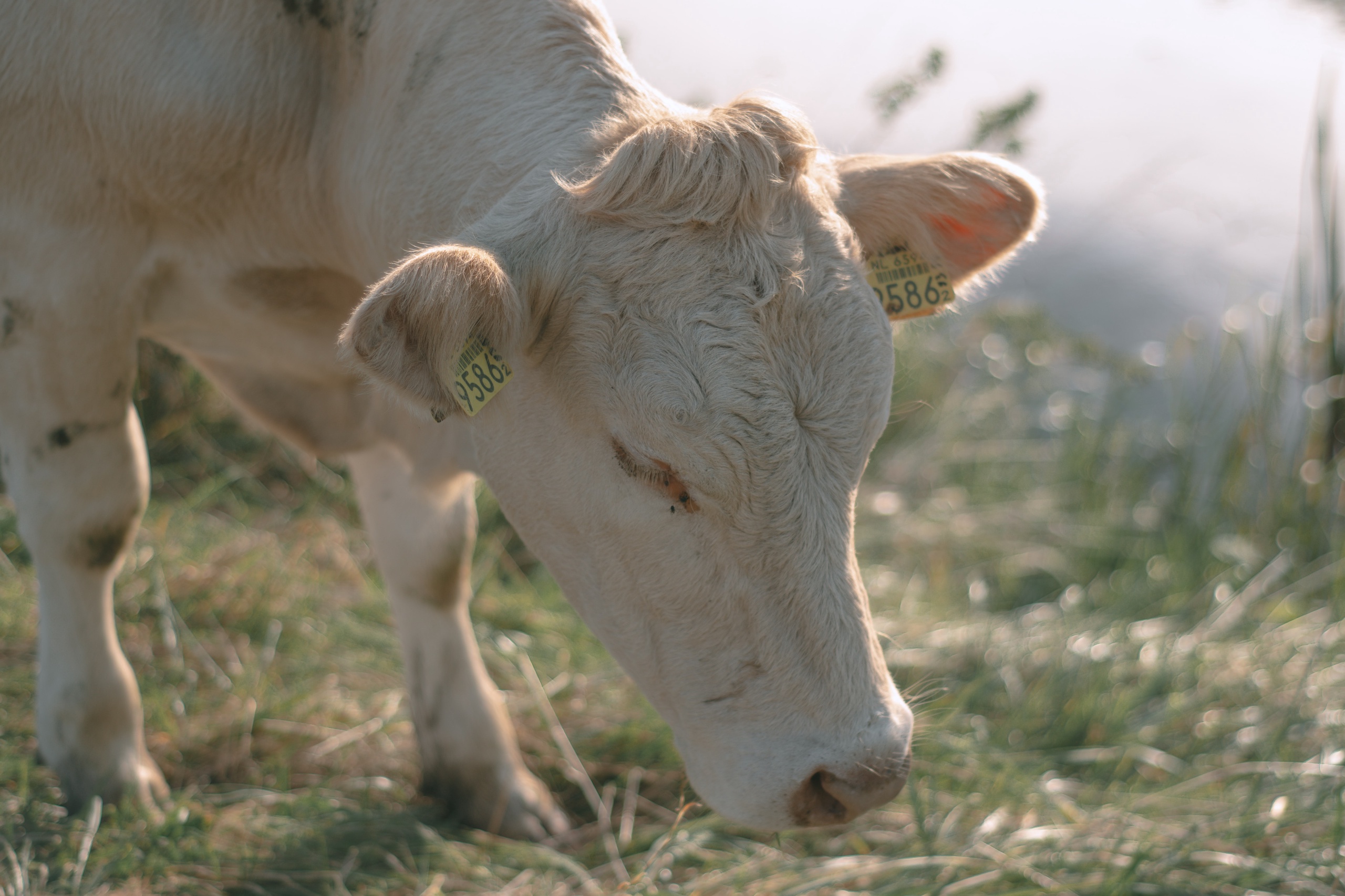 Nederlandse veehouders hebben vorig jaar opnieuw minder stikstof uitgestoten dan een jaar eerder. Volgens het Centraal Bureau voor de Statistiek (CBS) zat hun uitstoot zelfs bijna 5 procent onder het nieuwe stikstofplafond dat de Europese Commissie heeft vastgesteld voor de Nederlandse veestapel. 