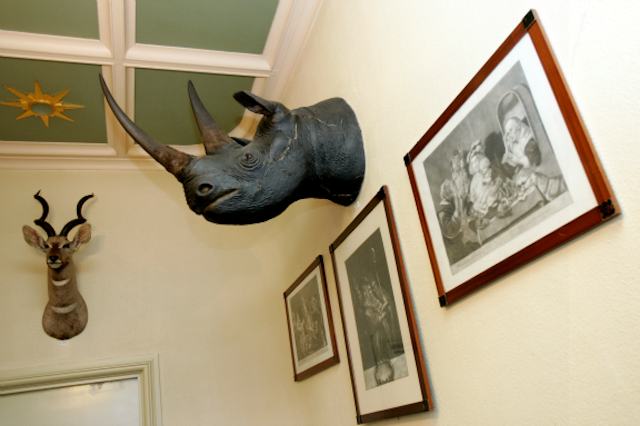 Een neushoorn aan de muur van Paleis Soestdijk. Tegenwoordig zou je zoiets niet meer mee mogen nemen. (Foto: ANP)