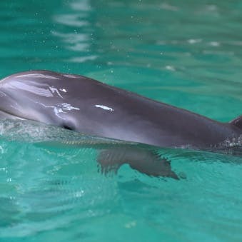 Selfies worden dolfijn fataal