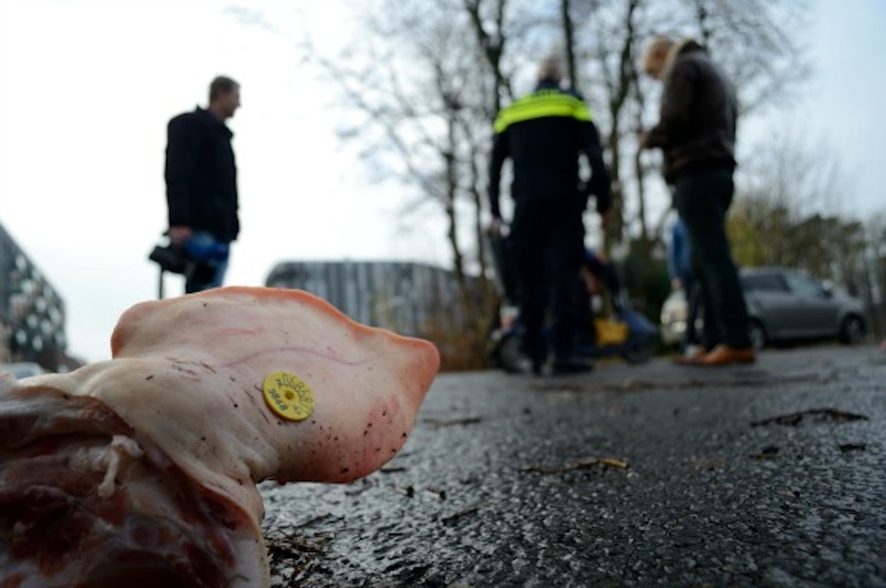 Afgelopen november werden in Enschede ook al varkenskoppen achtergelaten als protest tegen de komst van een AZC. Foto: ANP