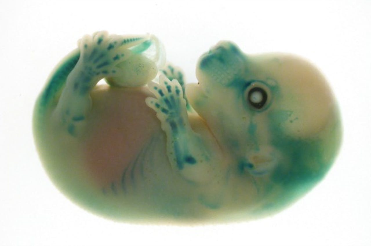Twee weken oude embryo van een muis. Foto: ANP