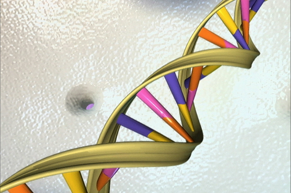 In all onze cellen zit het zelfde DNA, maar cellen gebruiken niet alle DNA-informatie. (Foto: ANP)
