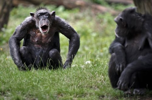 Chimpansees in Burgers' Zoo in Arnhem. ANP