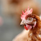 Vogelgriep1.jpg