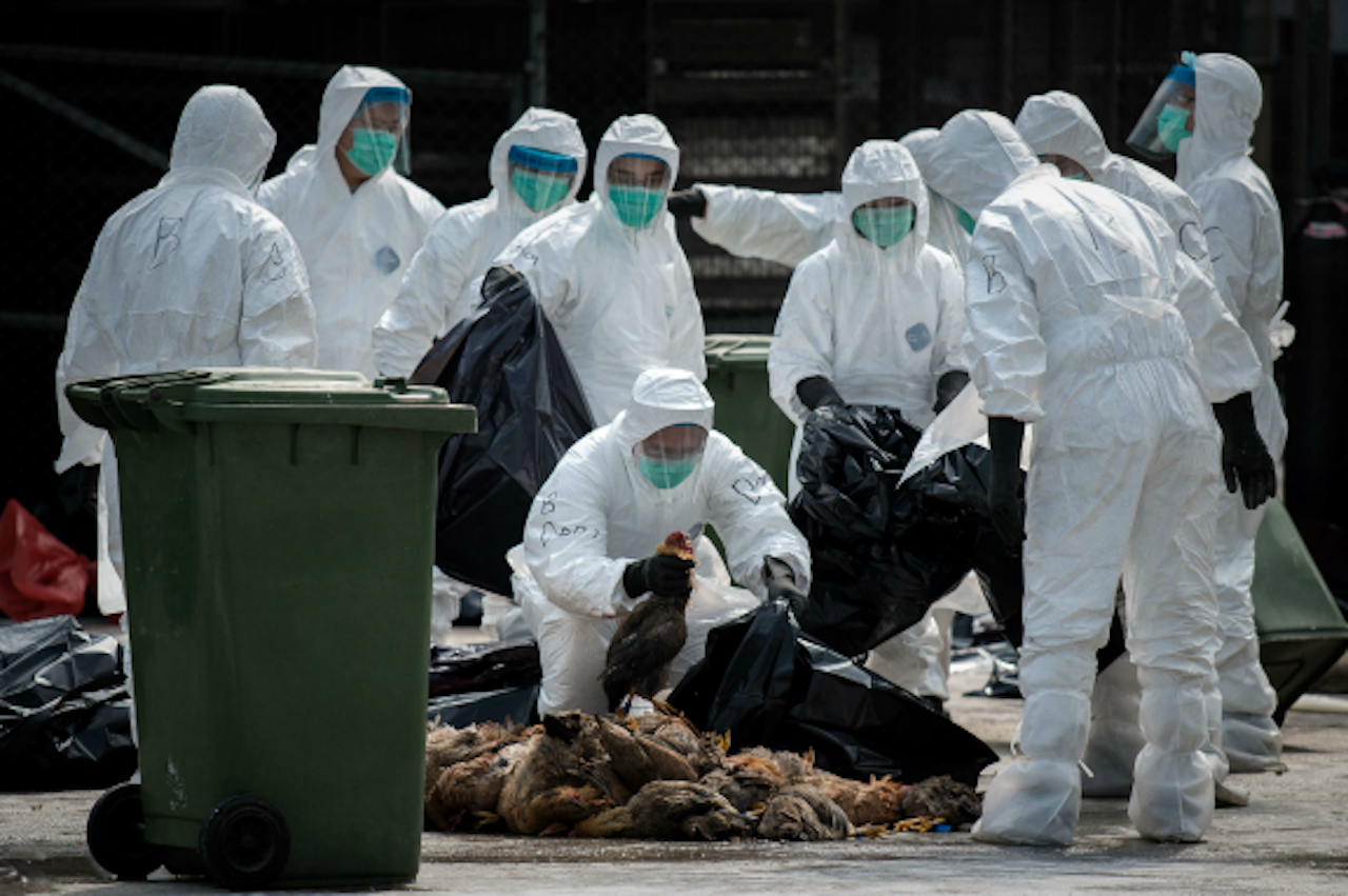 Mannen met witte pakken begin vorig jaar in Hong Kong. 20 duizend kippen werden geruimd na een uitbraak van het dodelijke H7N9 vogelgriepvirus (Foto: ANP)