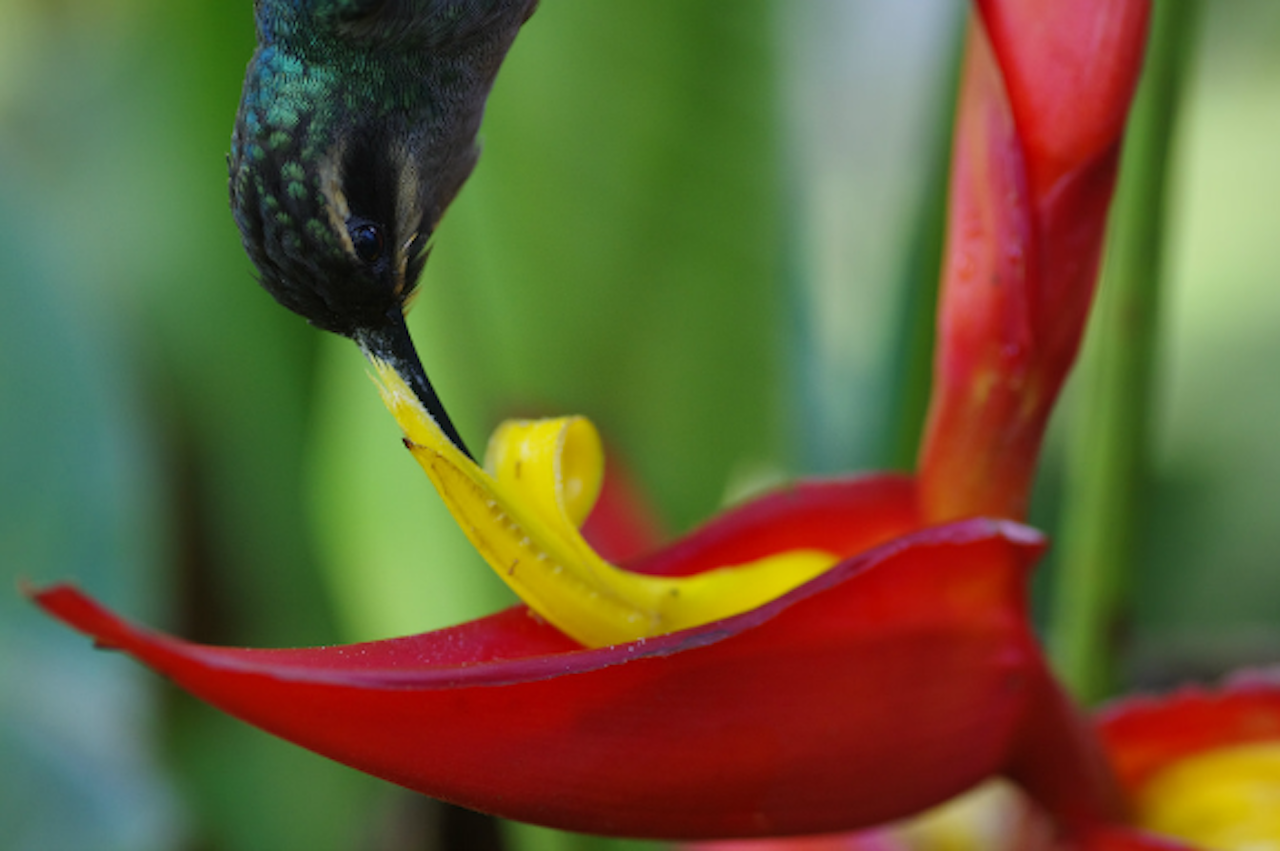 Met zijn lange, ronde snavel gaat deze kolibri lekker diep in de bloem van de Heliconia tortuosa (Foto: Matt Betts)